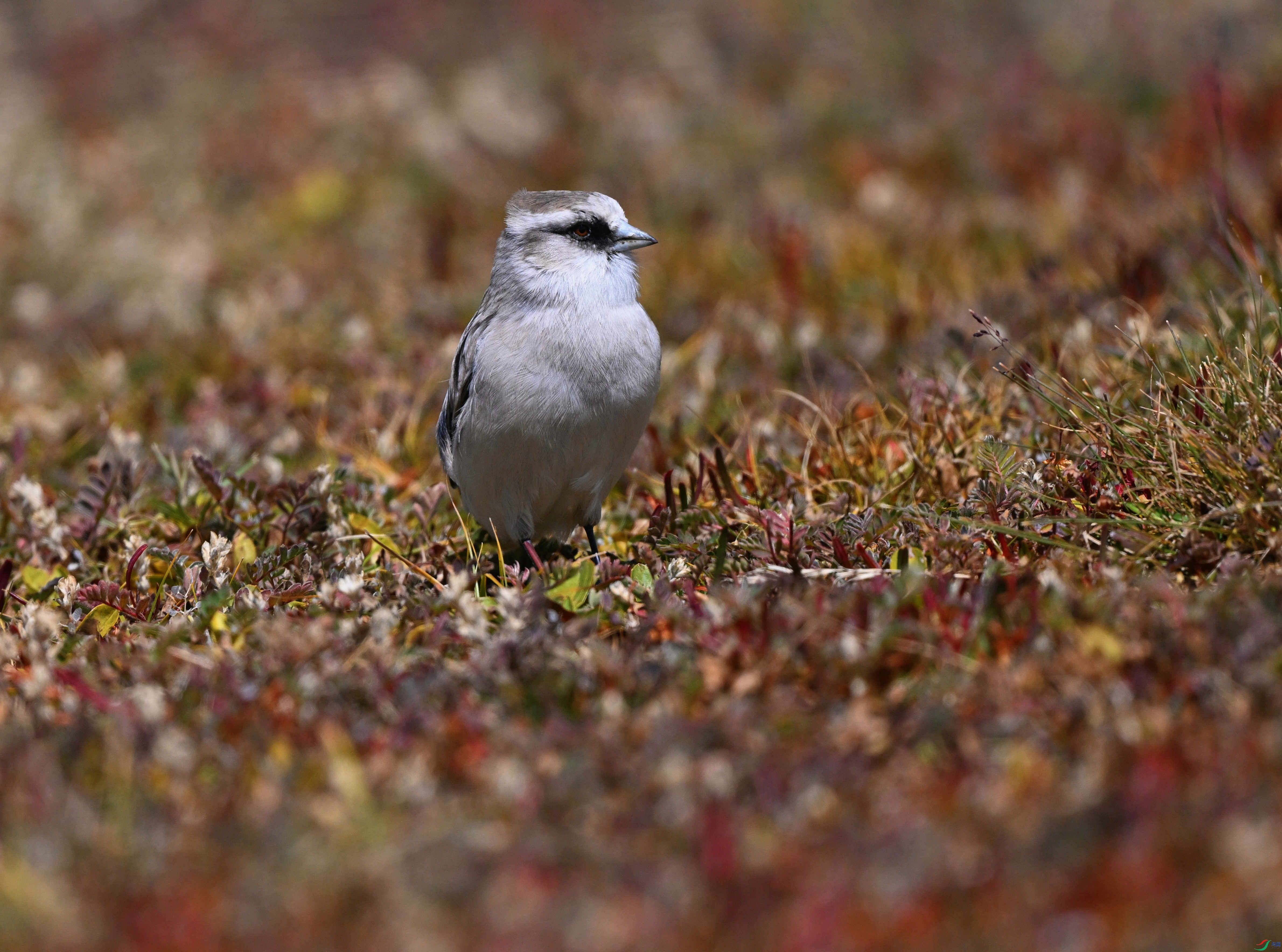 DSC_2086_��ͼ��_����.jpg
