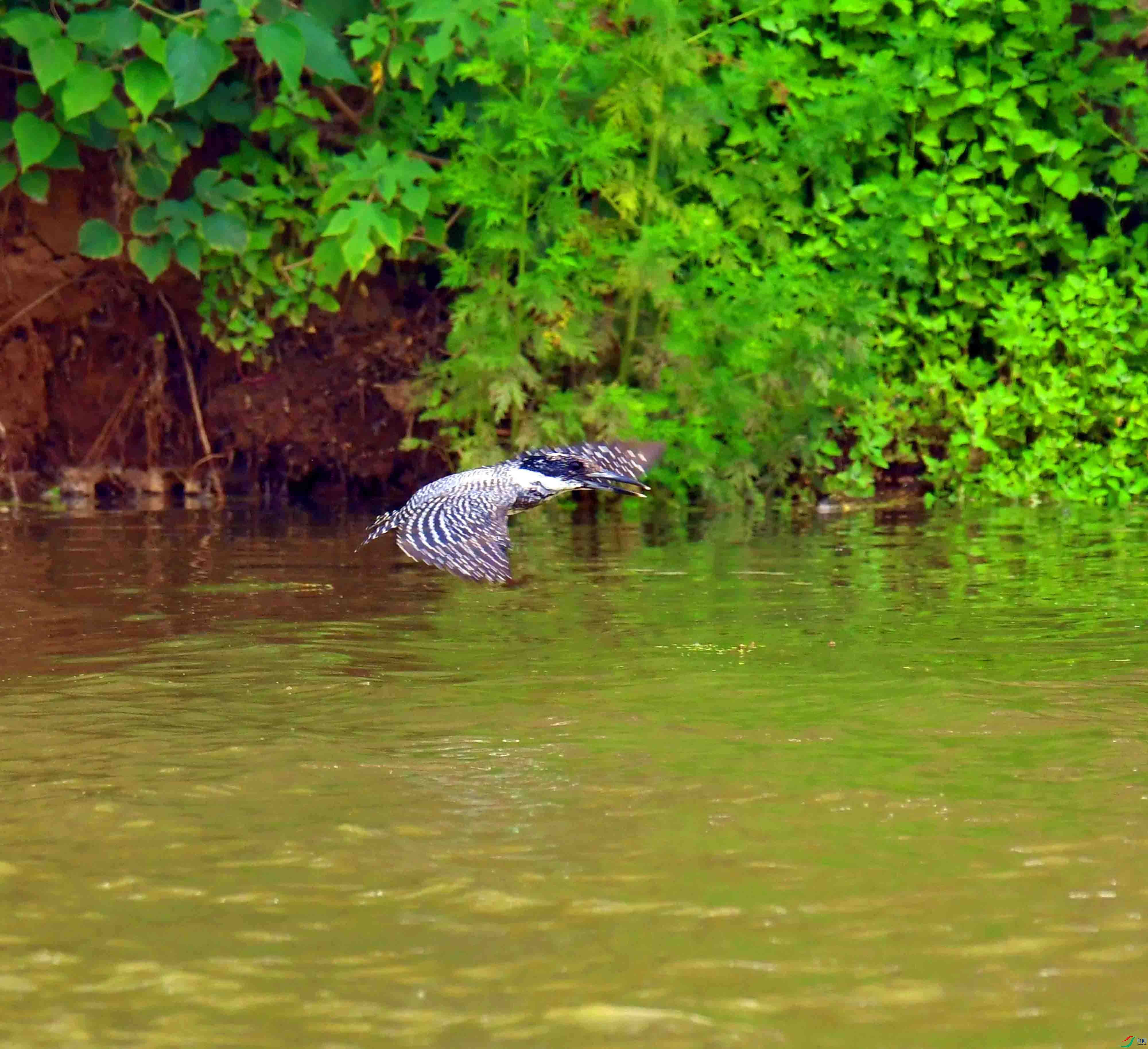 DSC_0343.JPG