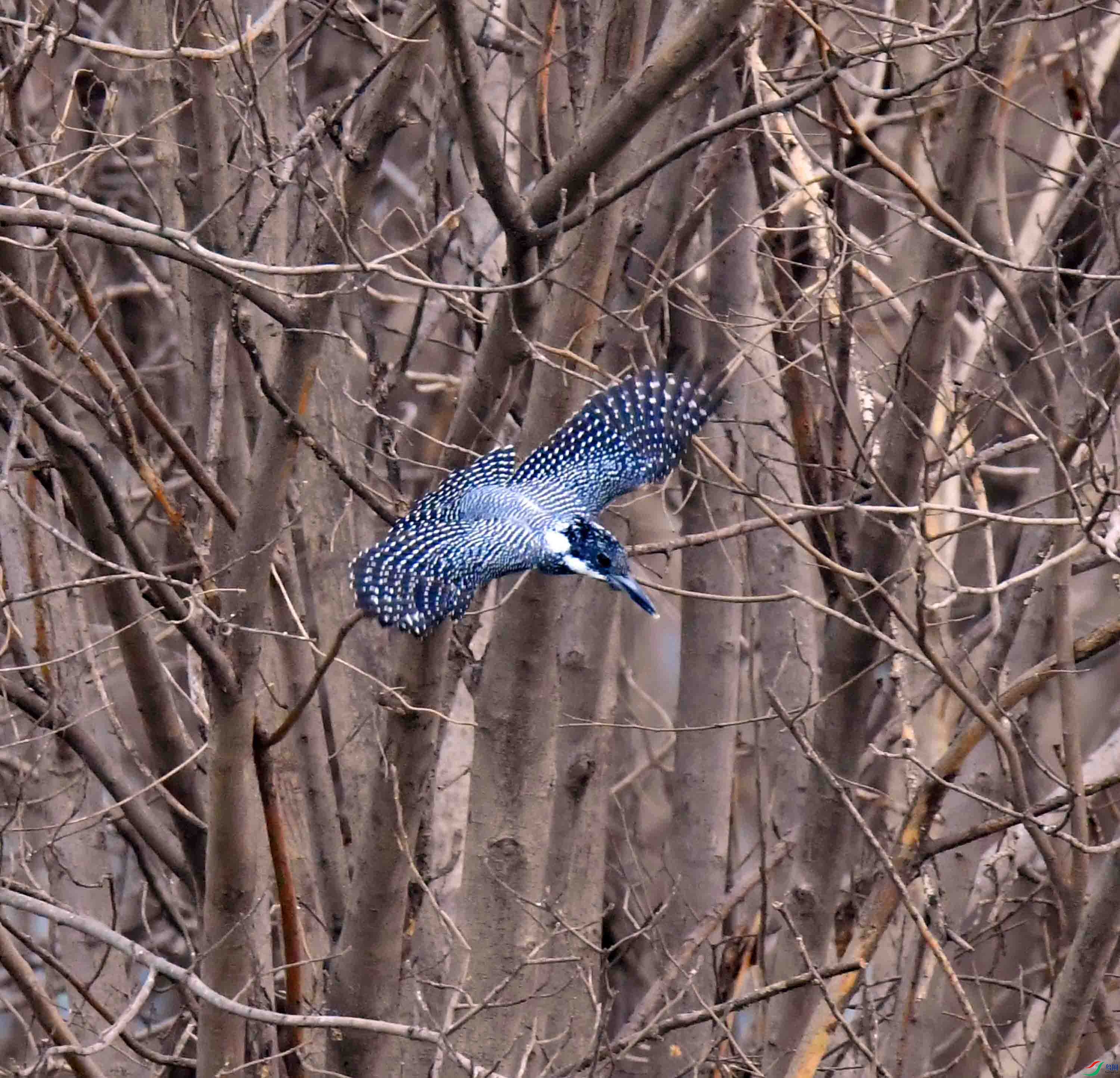 DSC_0368.JPG