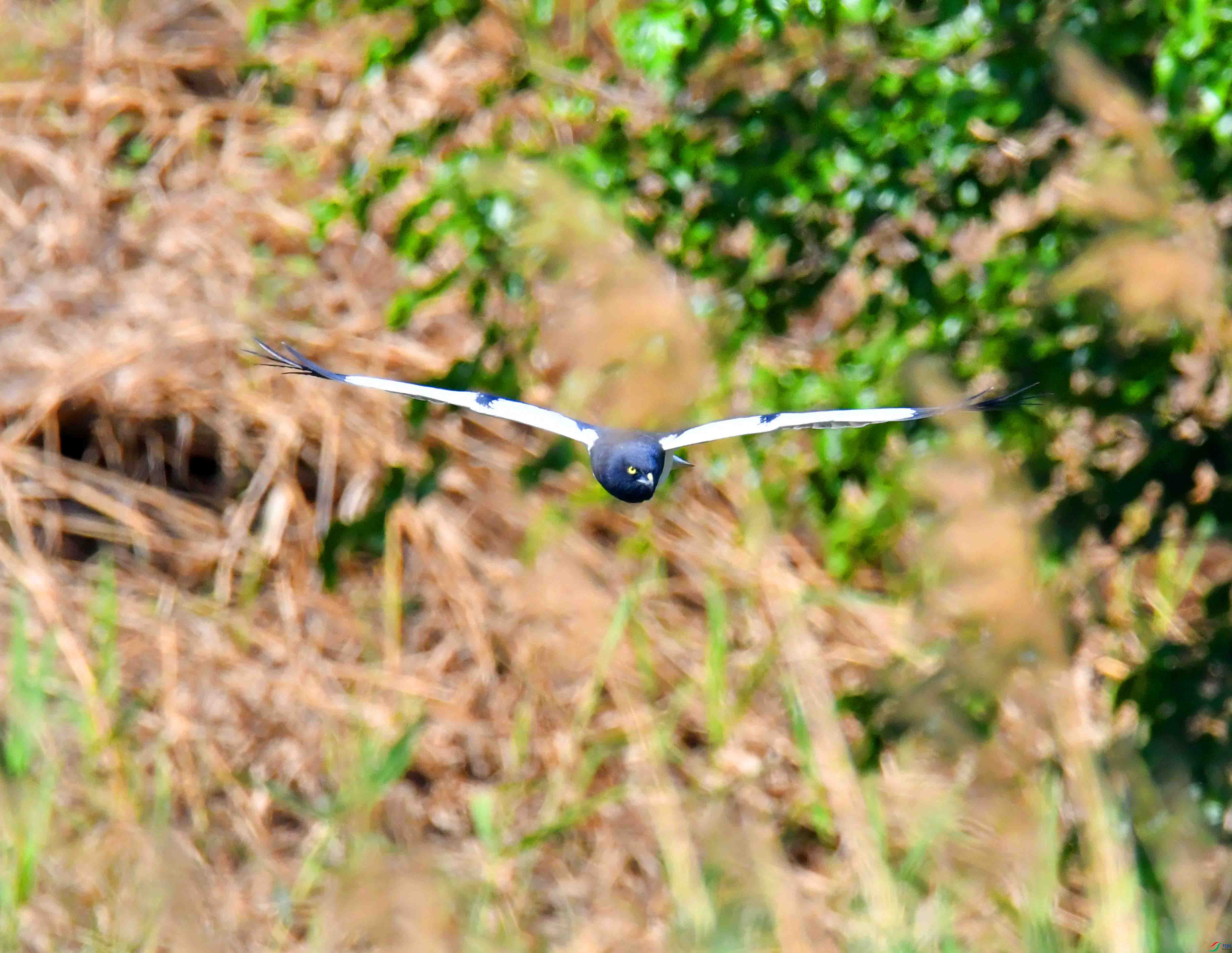 DSC_7265.JPG