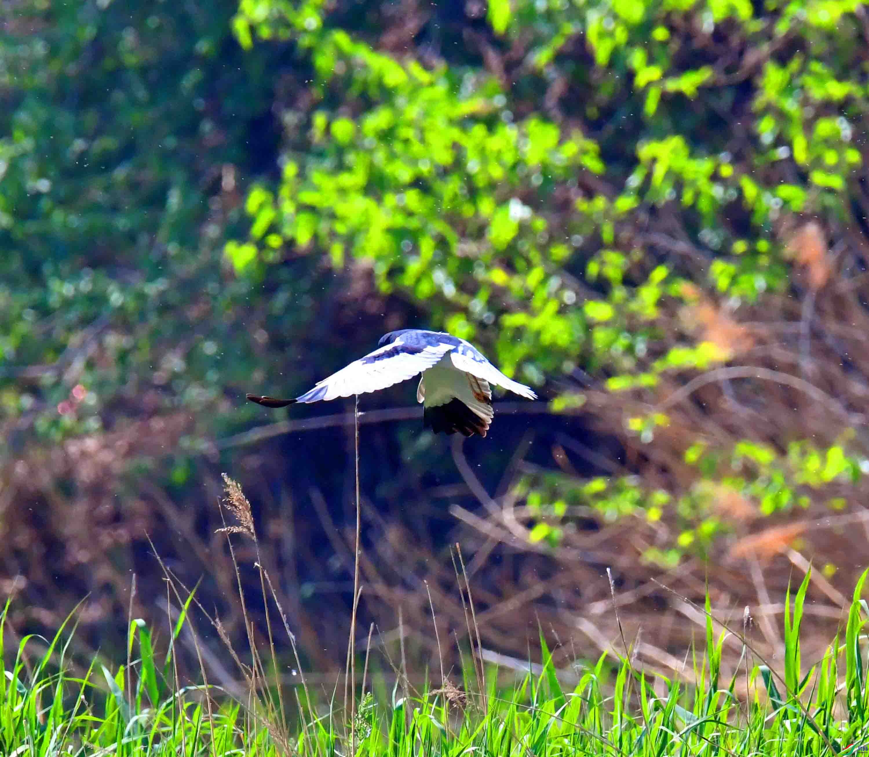 DSC_7324.JPG
