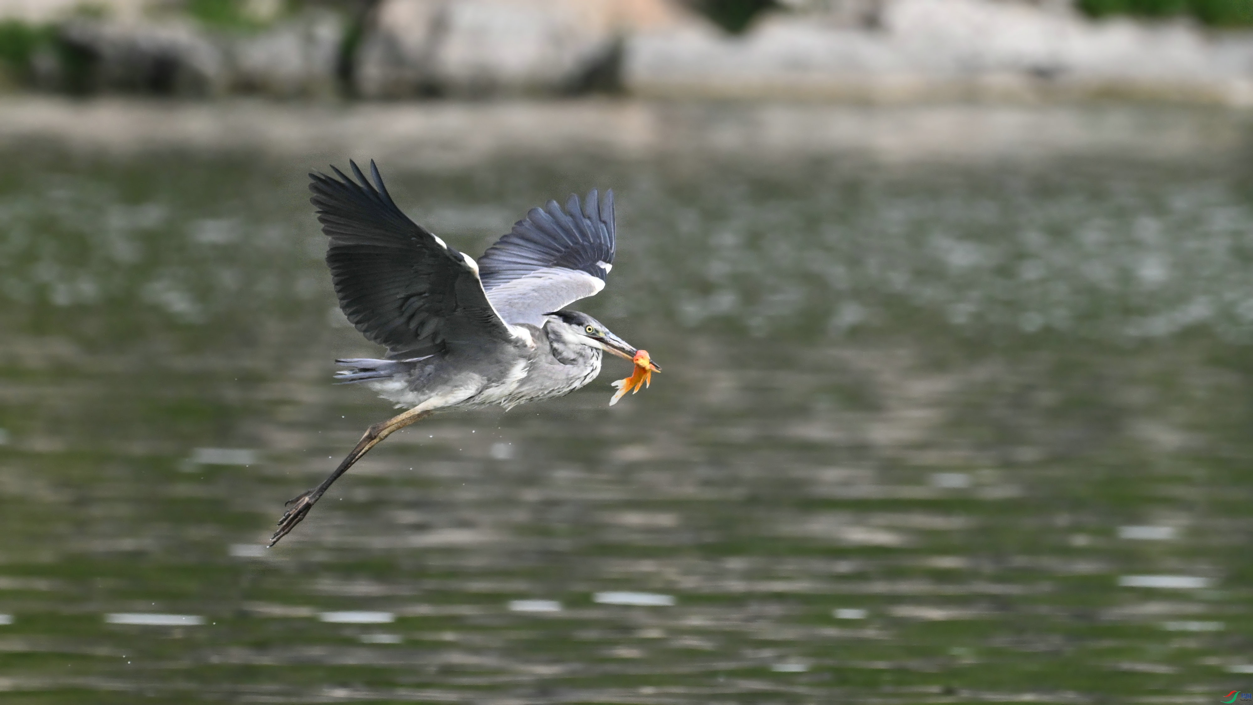 DSC_4564.JPG
