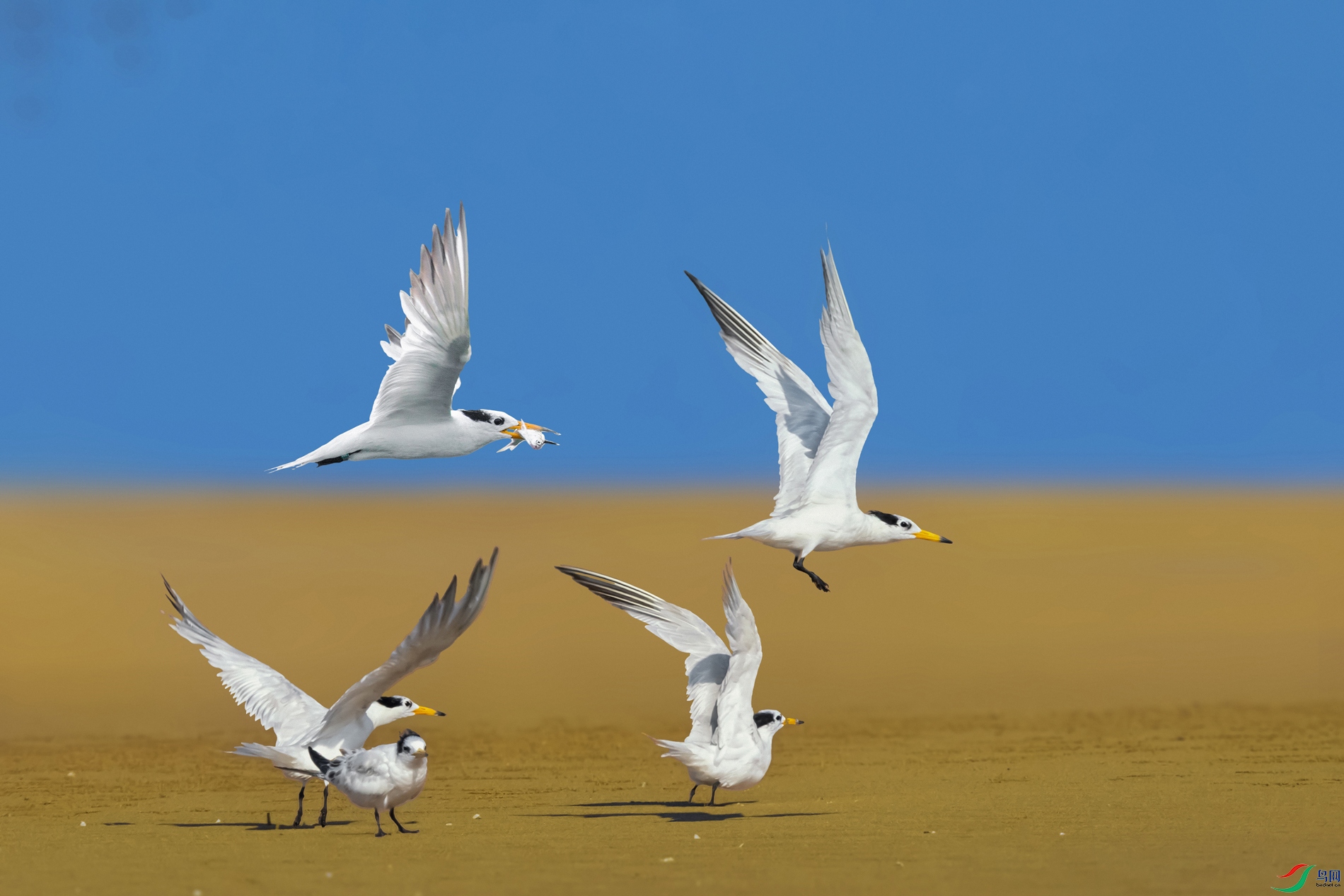 �л���ͷ��Ÿ----��̲ŸӰ