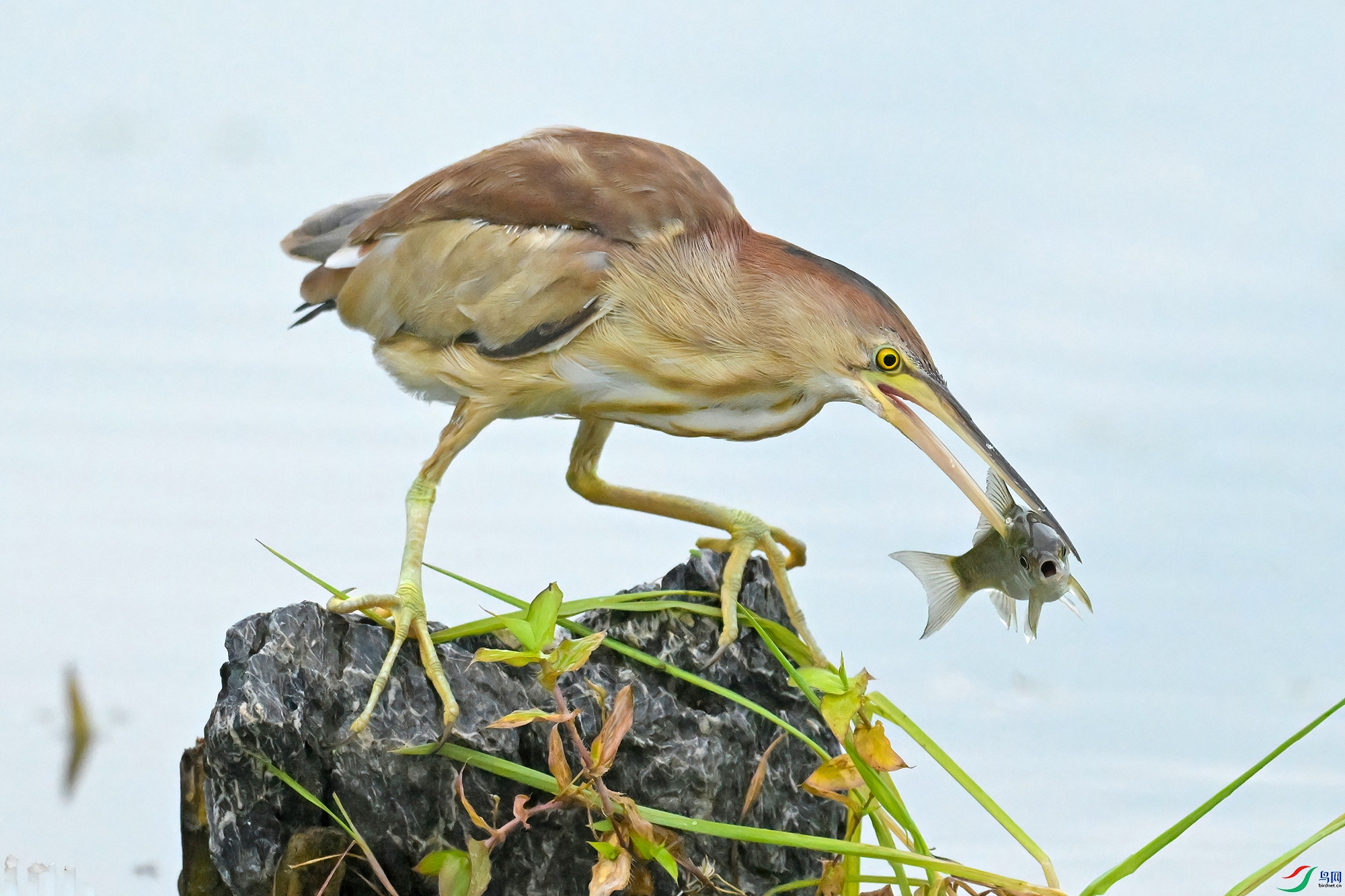 DSC_5415-V.jpg