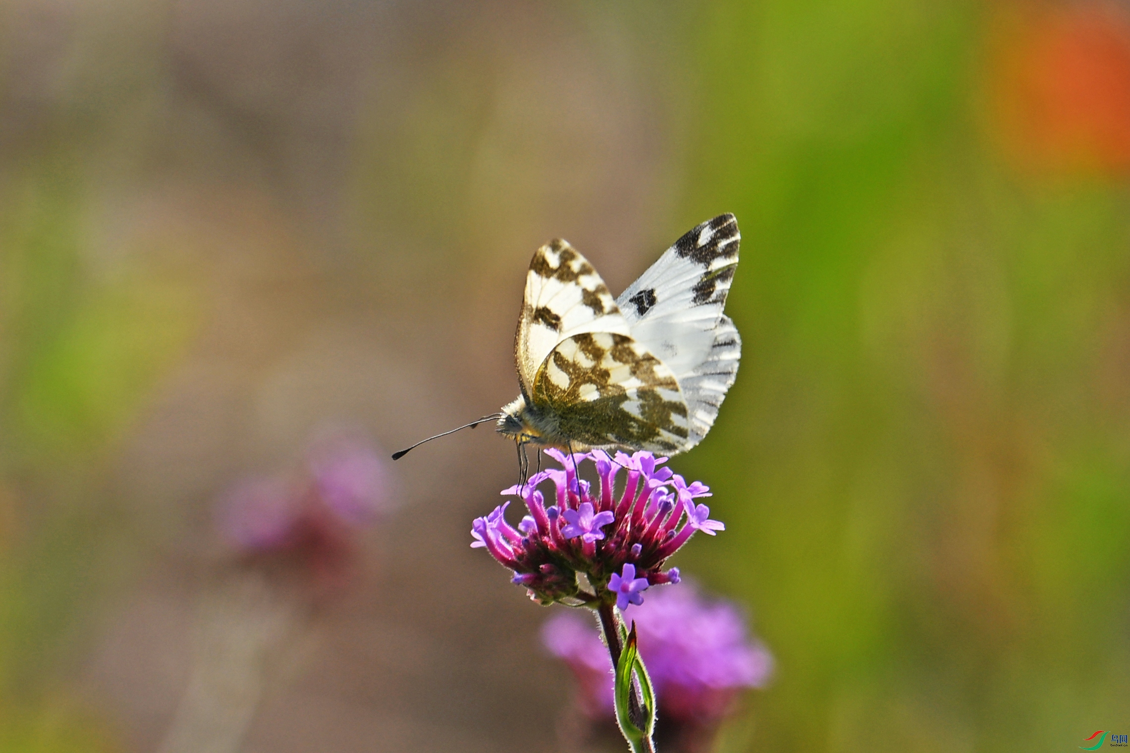 DSC_0578.jpg
