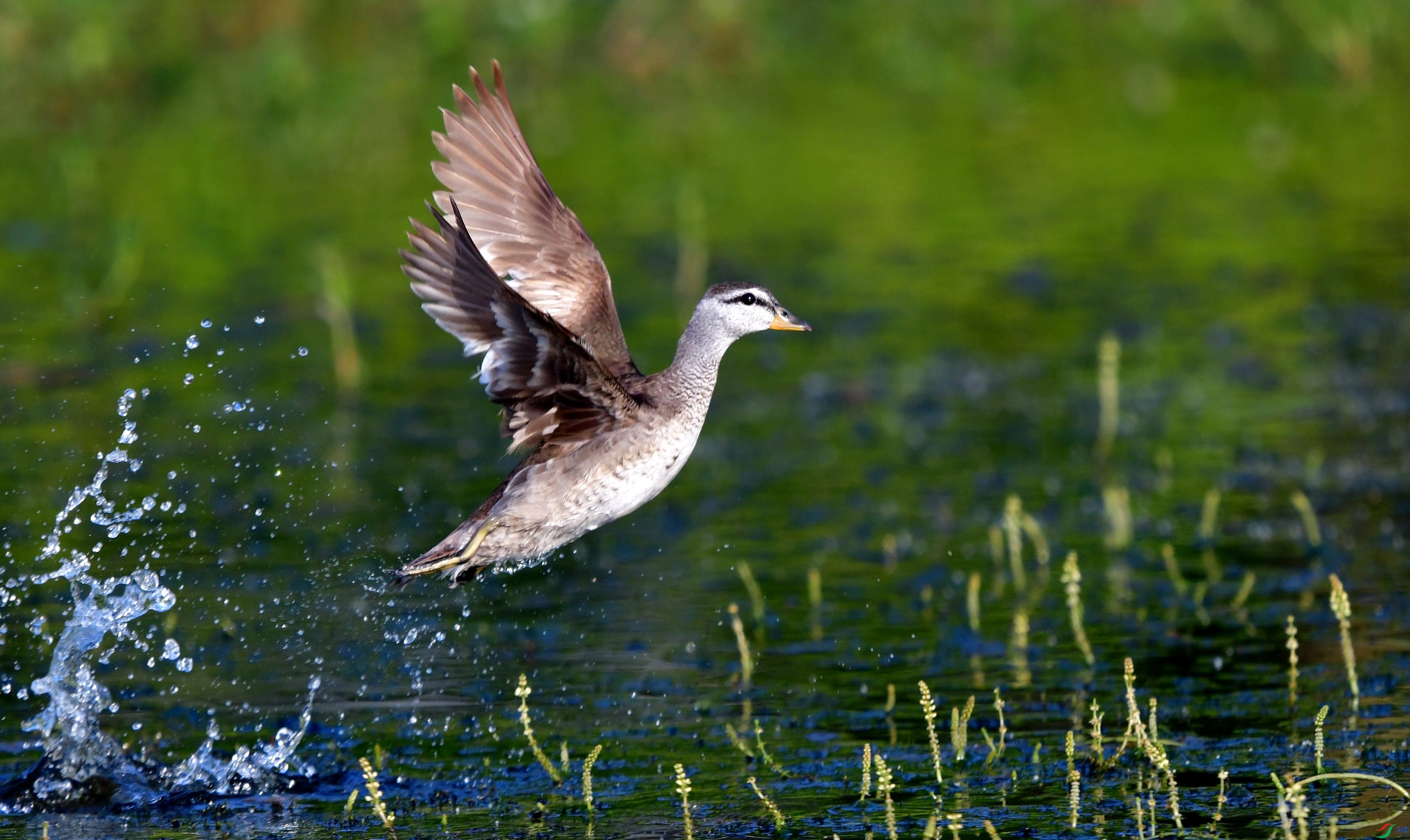 DSC_5520_conew5.jpg