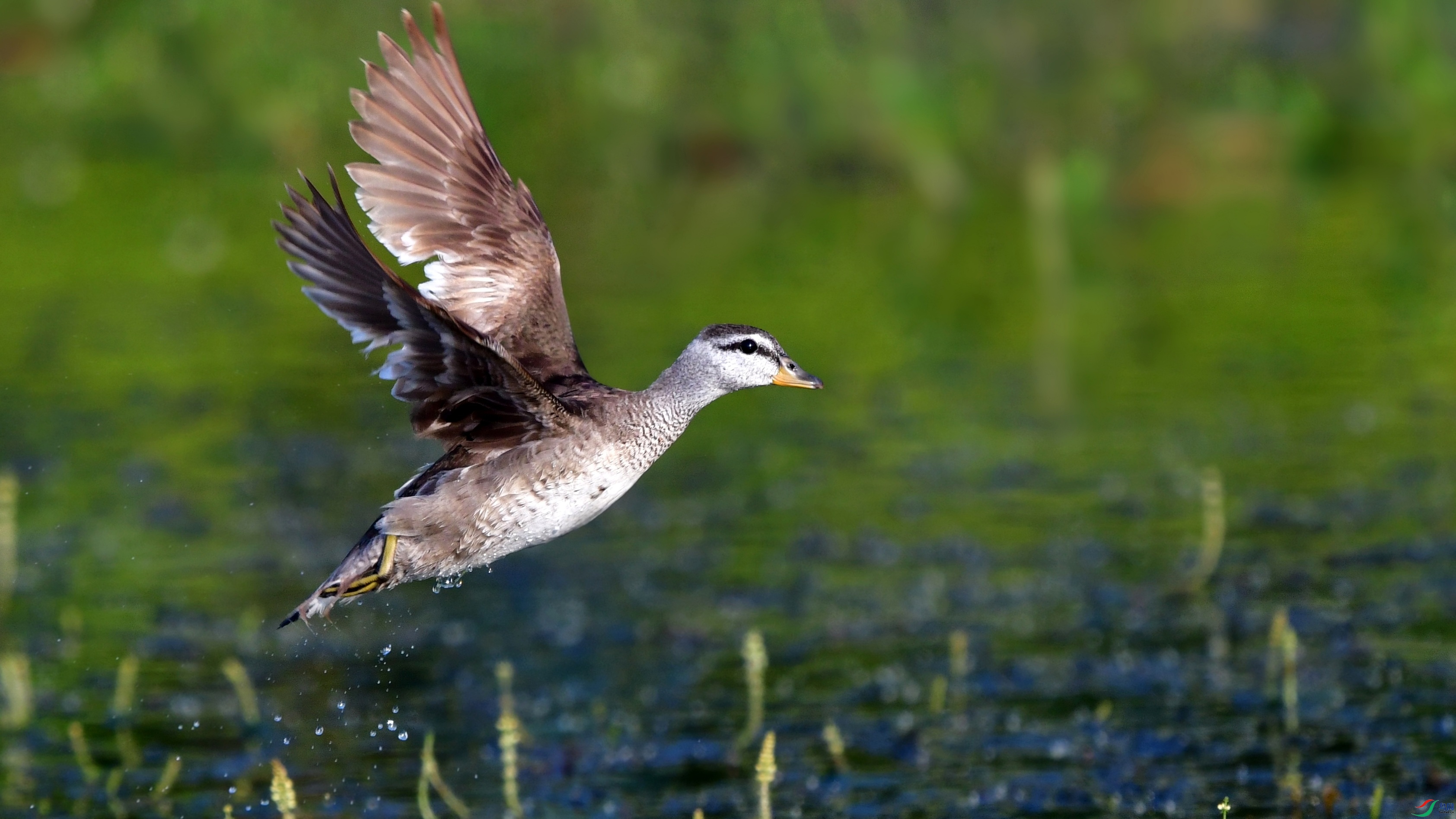 DSC_5522_conew2.jpg