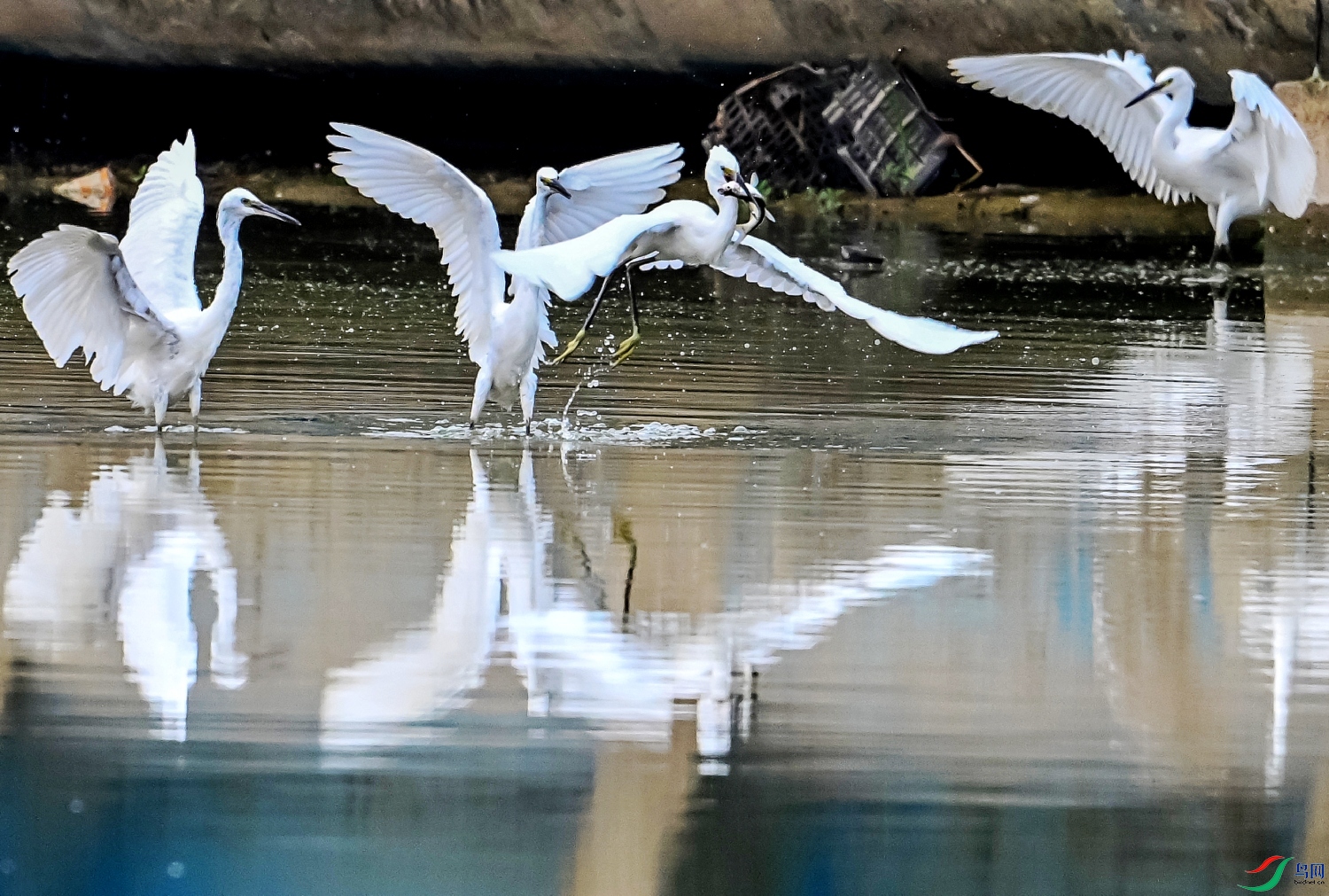 DSC_2346---_conew1.jpg