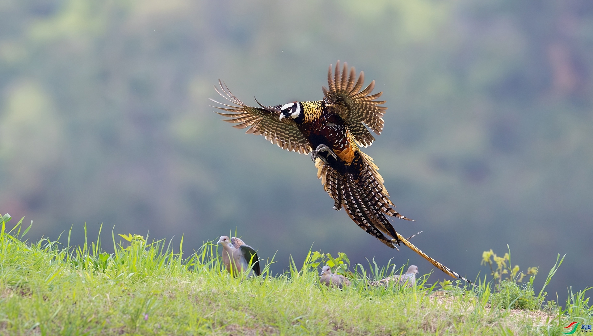 9.18�ƽ�Ҷ��ʦ��Ʒ   �׹ڳ�β�� ��ף���ٻ���Ӱʦ������.jpg