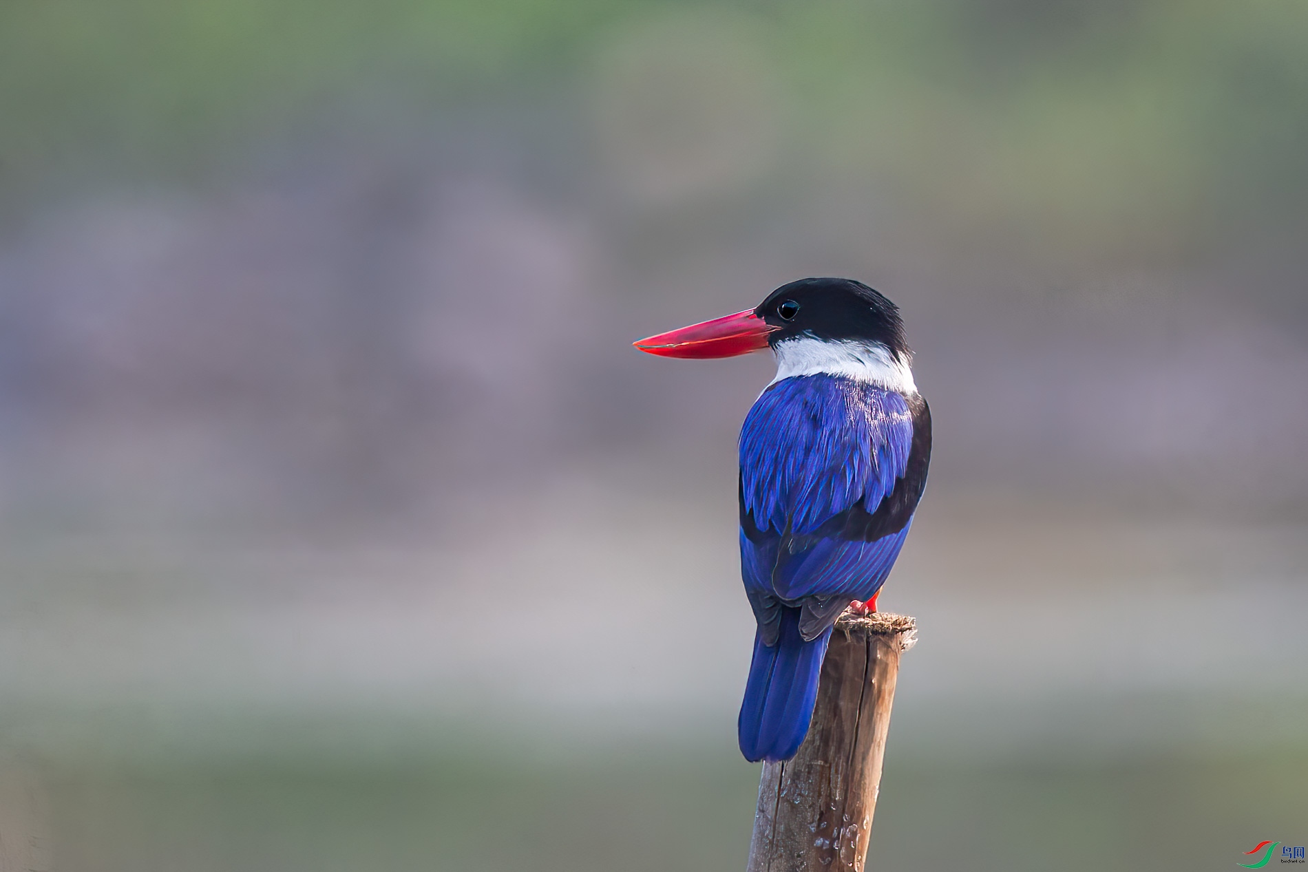 AQ4P1632-1.jpg