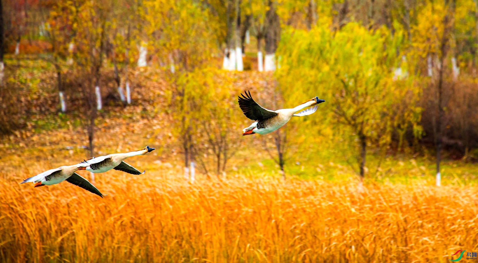 ����ı�������