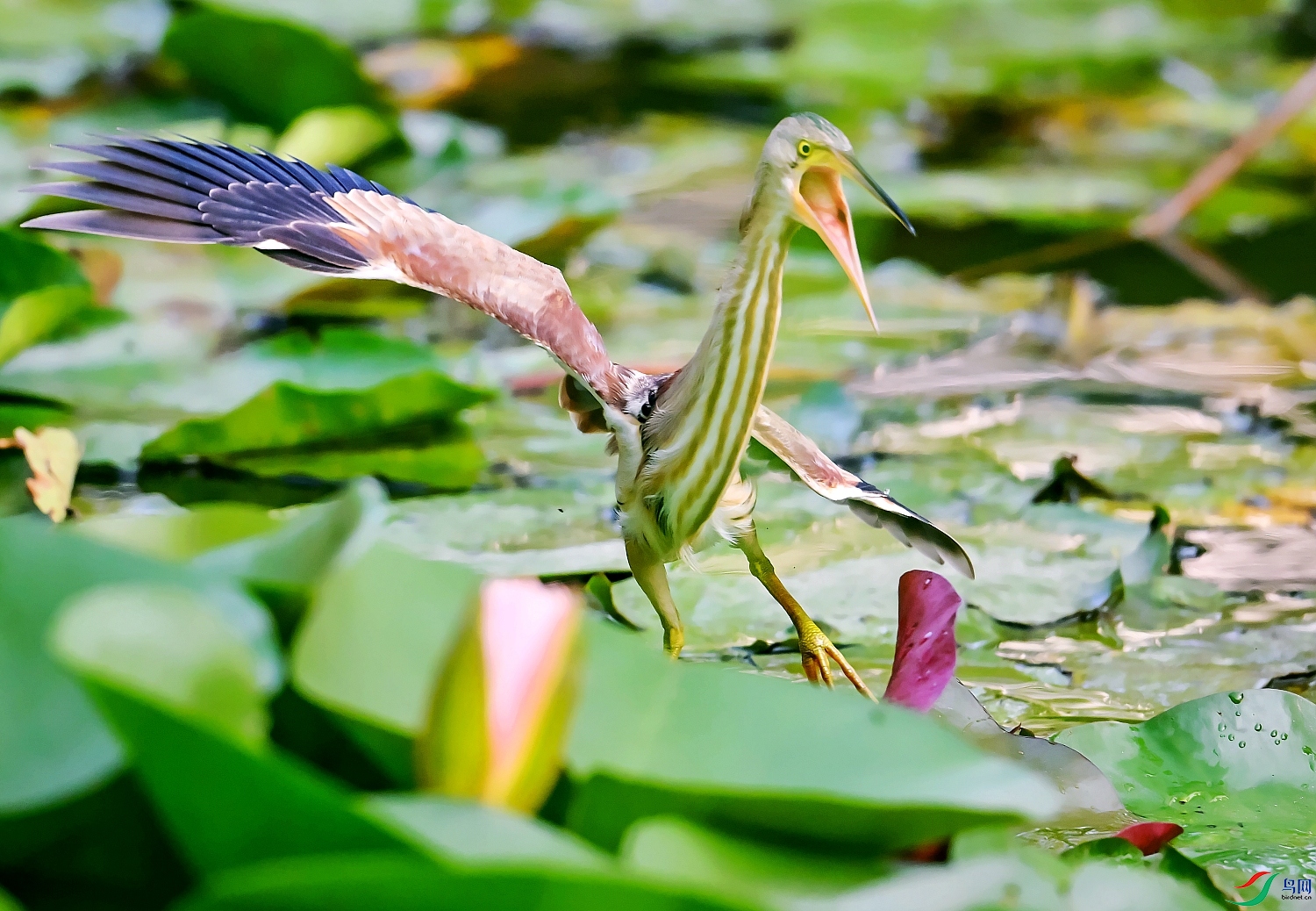 DSC_5980---_conew1.jpg