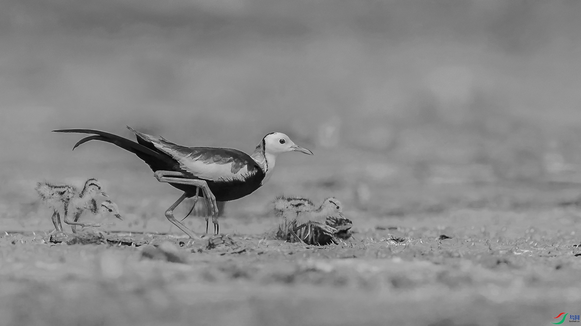 C09R0558 ����.jpg