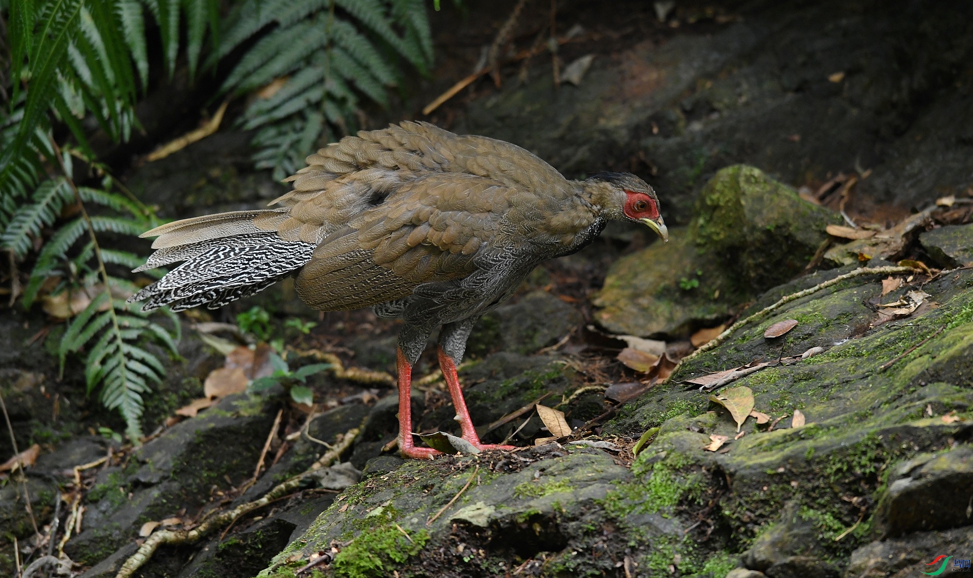 DSC_6531.jpg