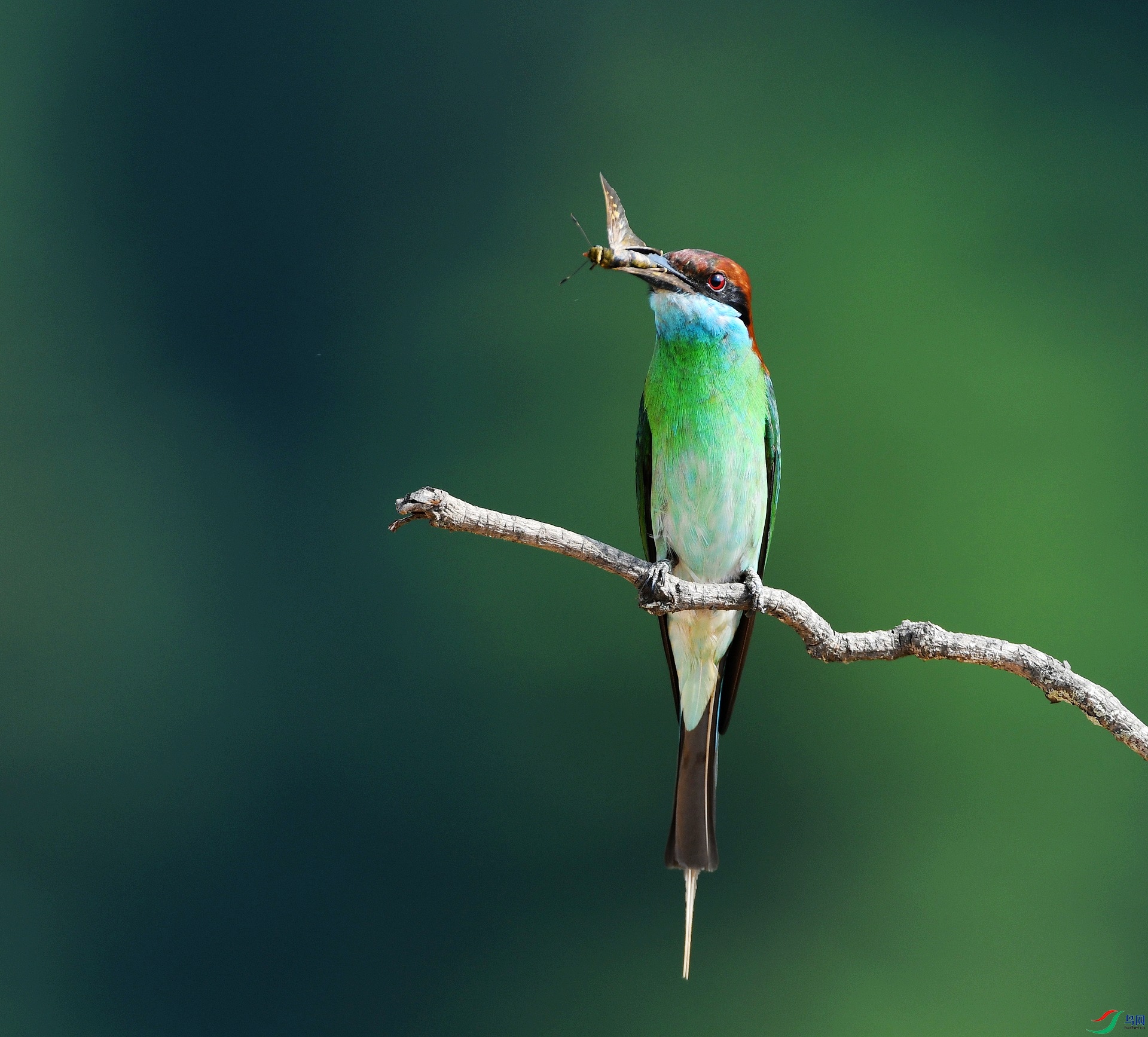 DSC_7235.jpg