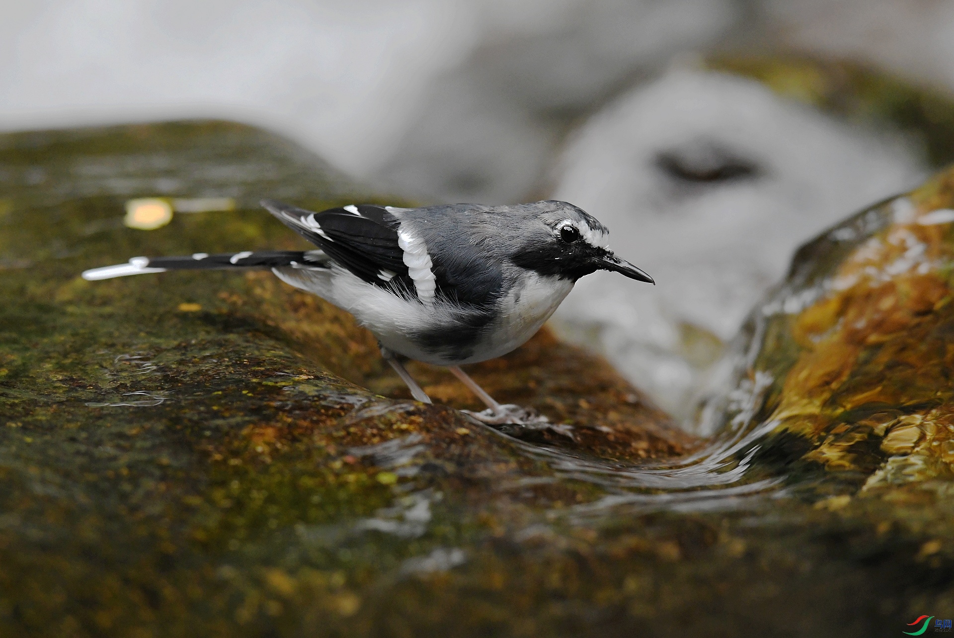 DSC_7247.jpg