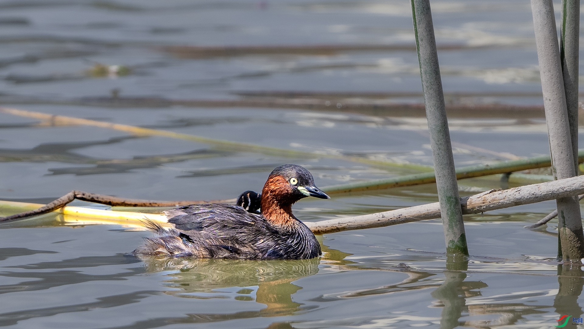 DSC_6901 ����.jpg