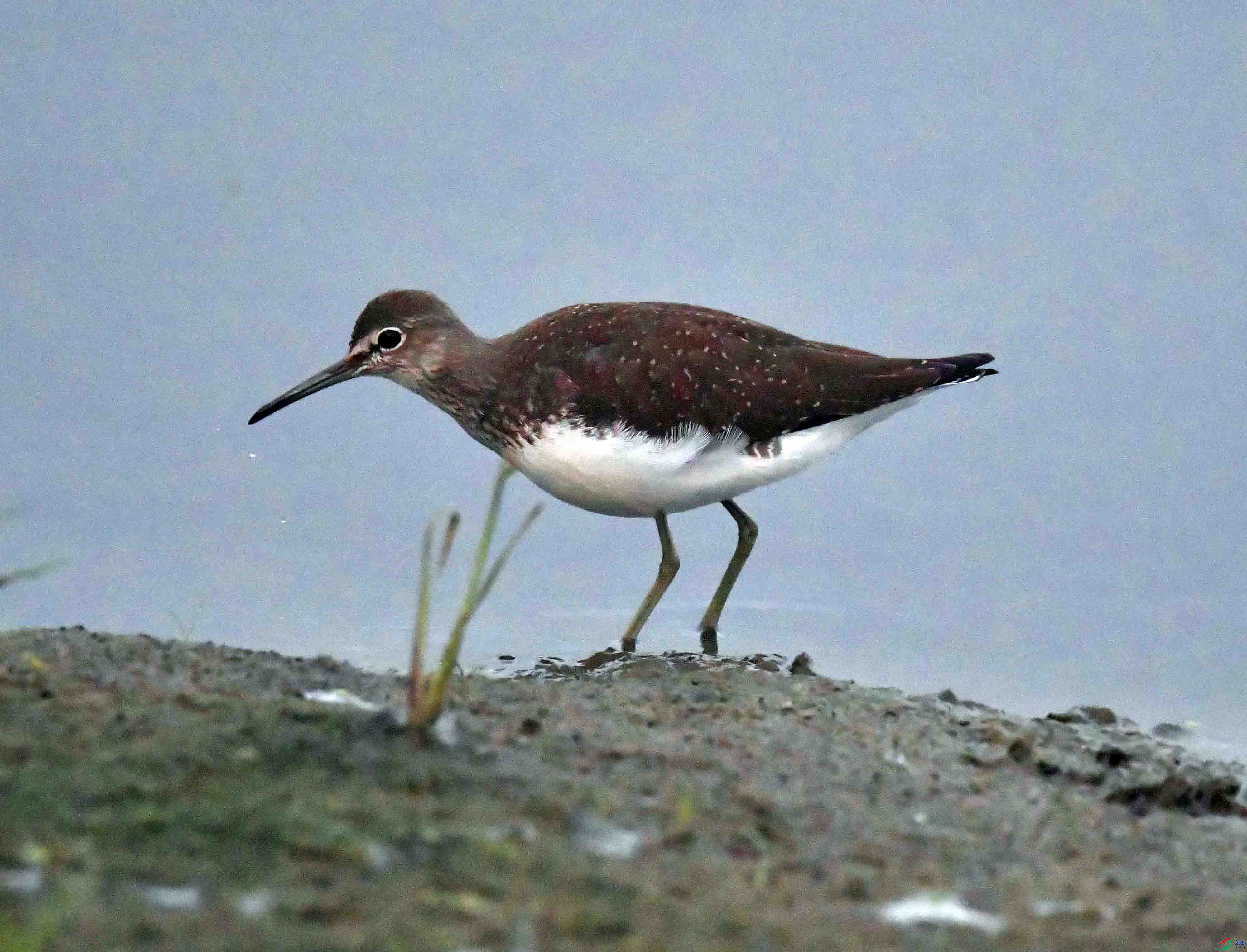 DSC_0805.JPG