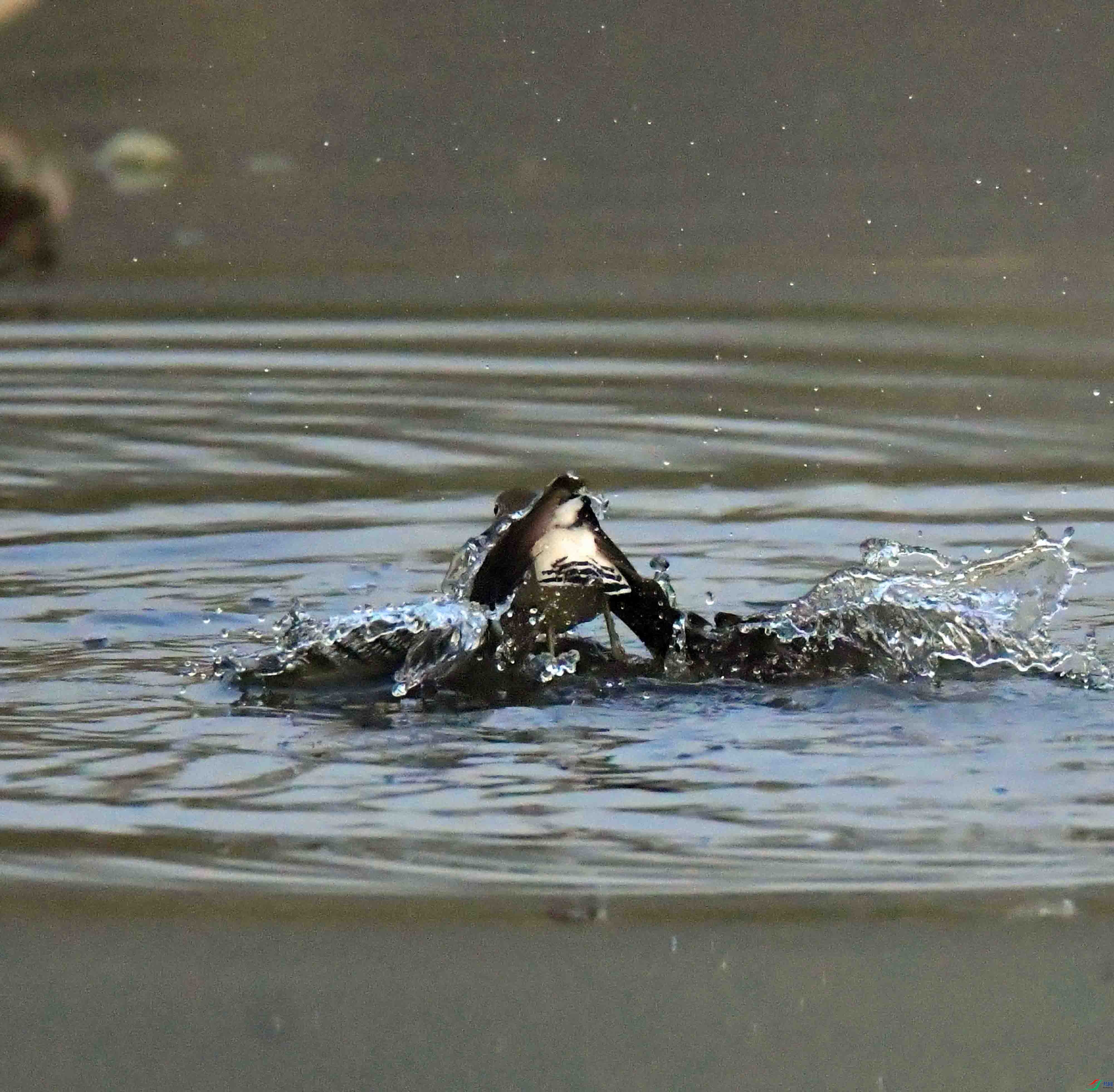 DSC_0822.JPG