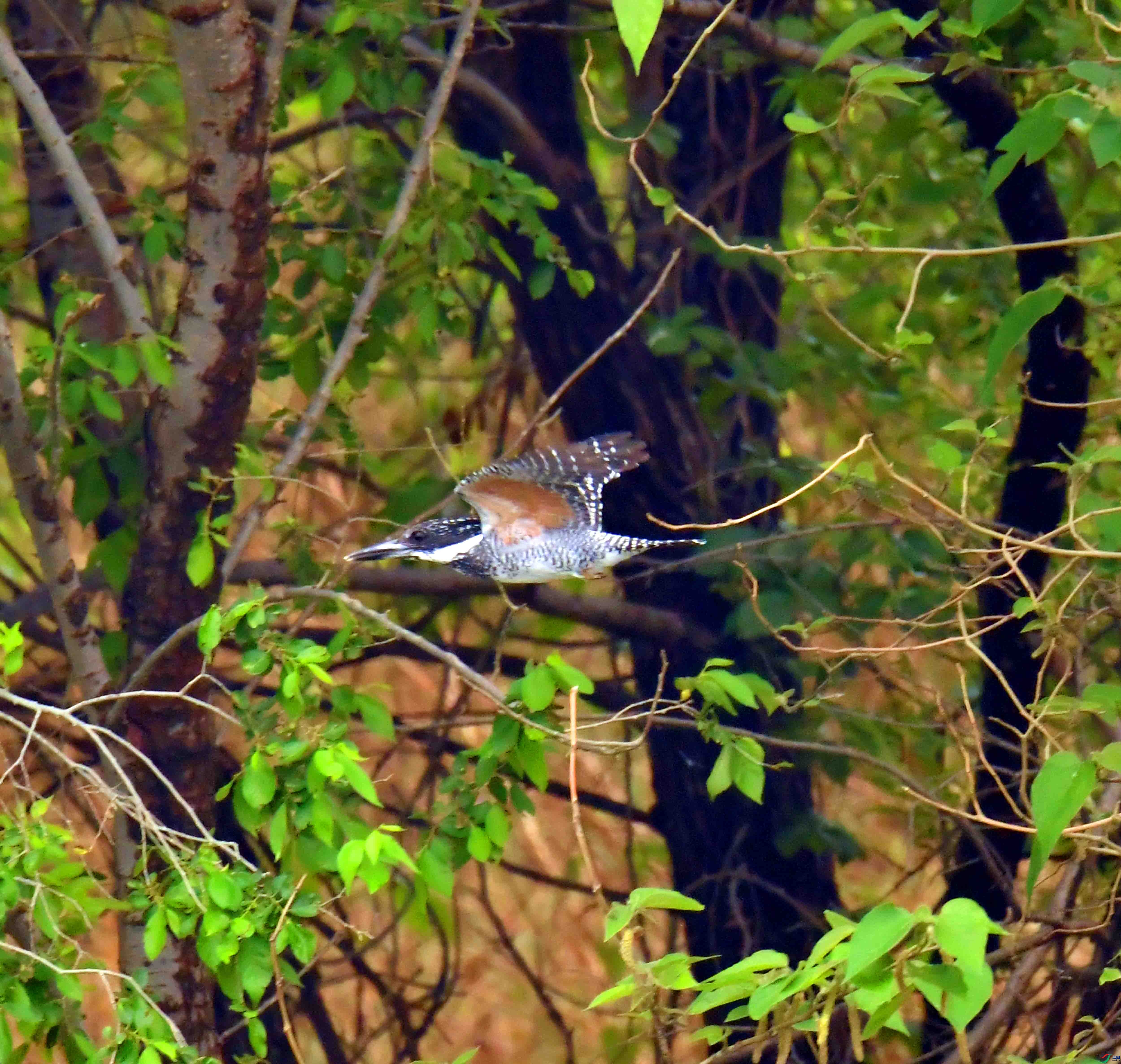 DSC_0415.JPG