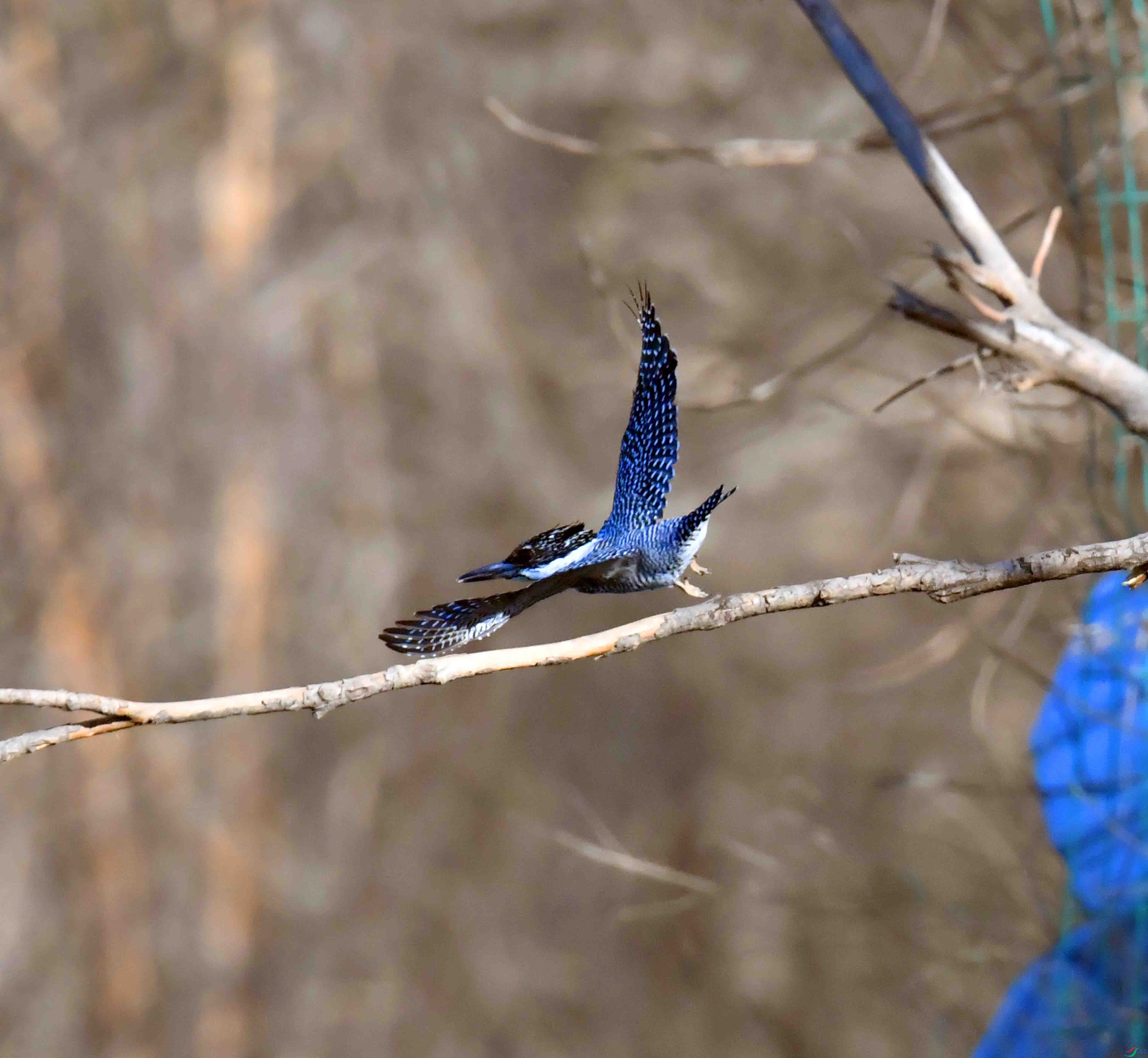 DSC_0440.JPG