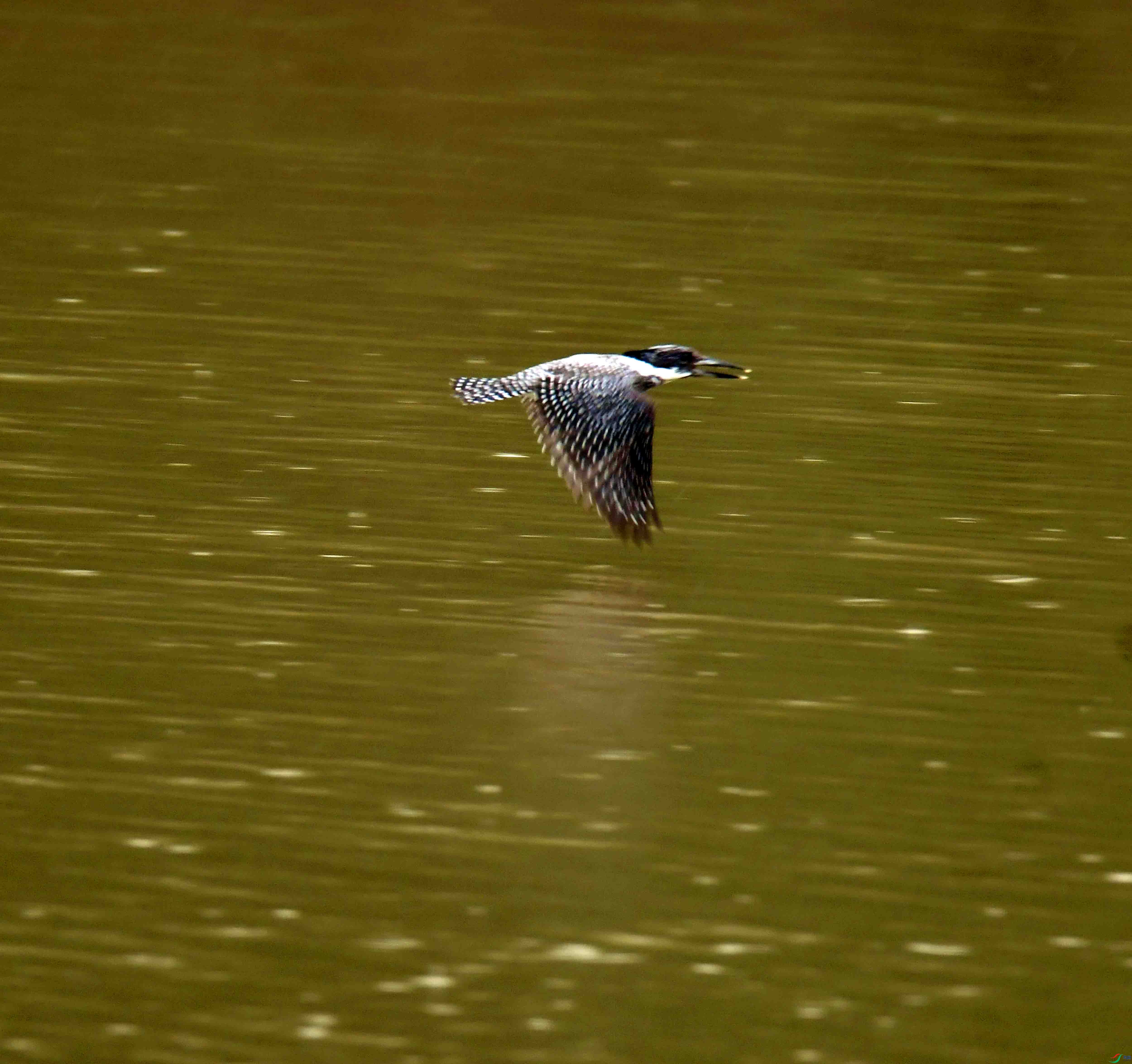 DSC_0442.JPG