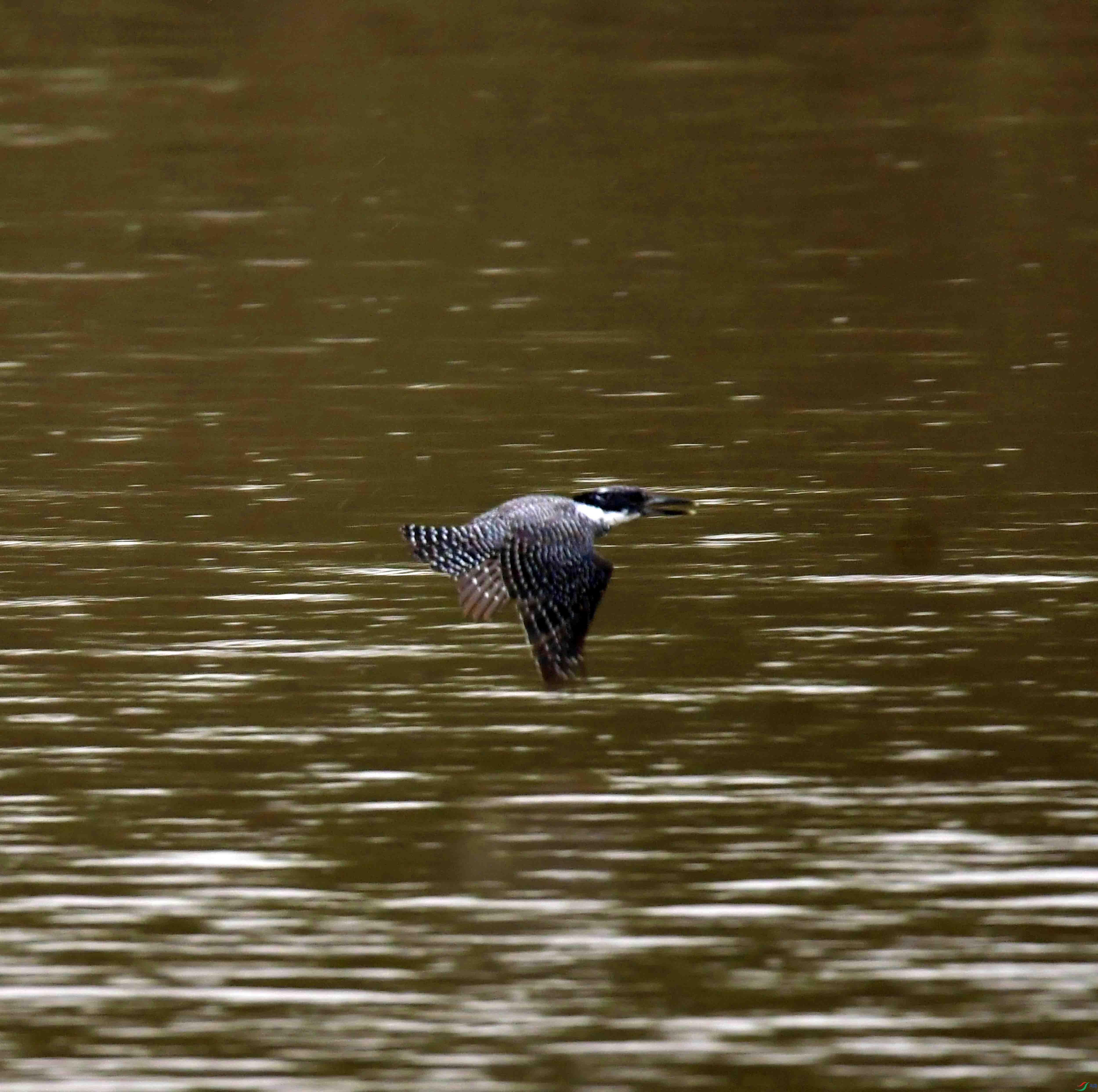 DSC_0450.JPG