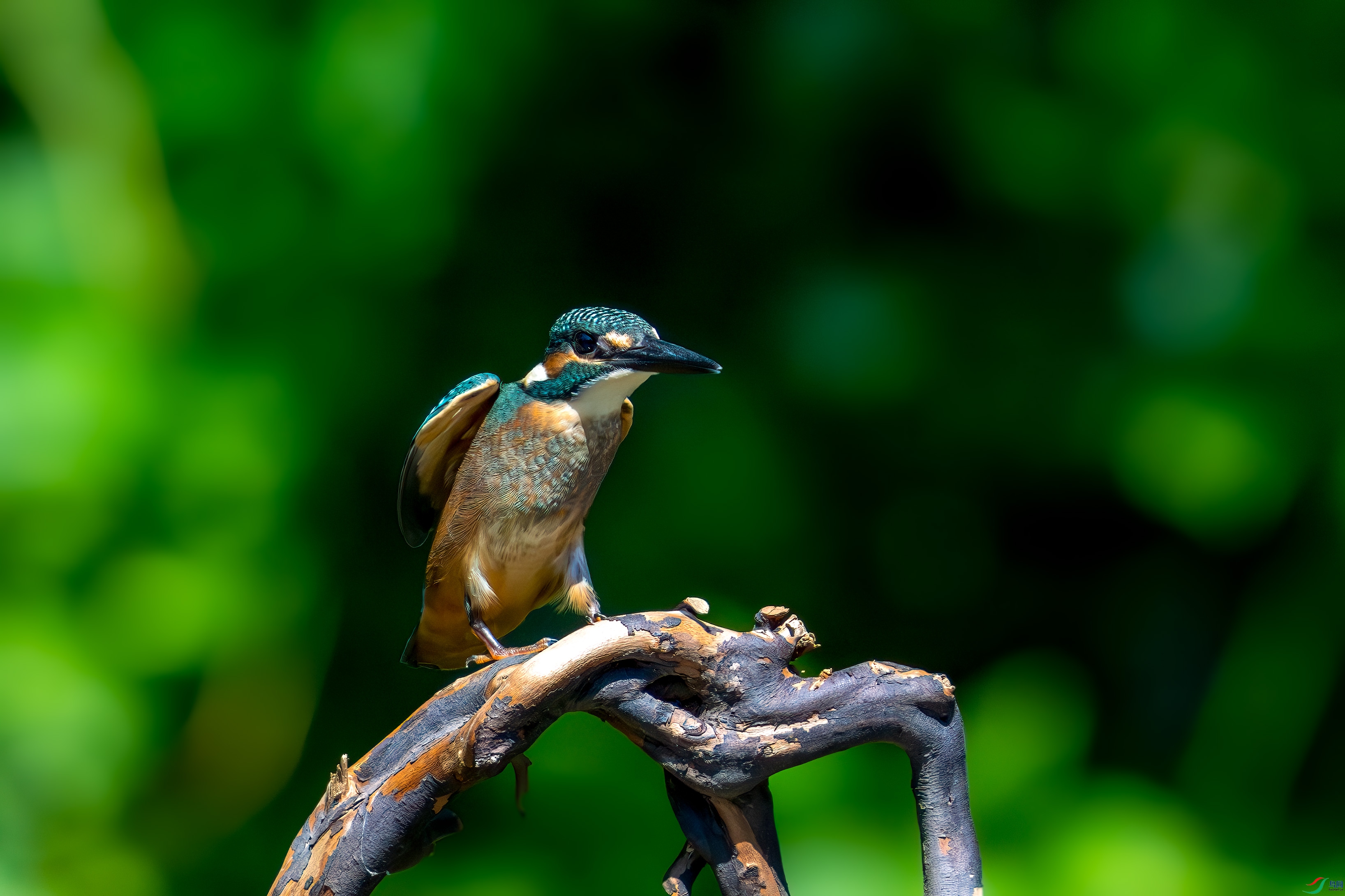 _DSC4215.jpg