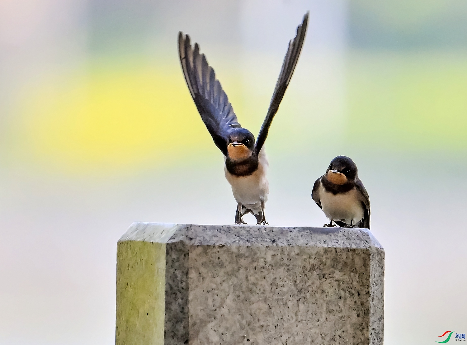DSC_6107---_conew1.jpg
