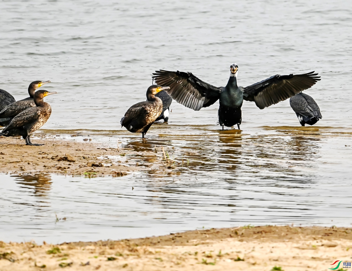 DSC_4703---_conew1.jpg