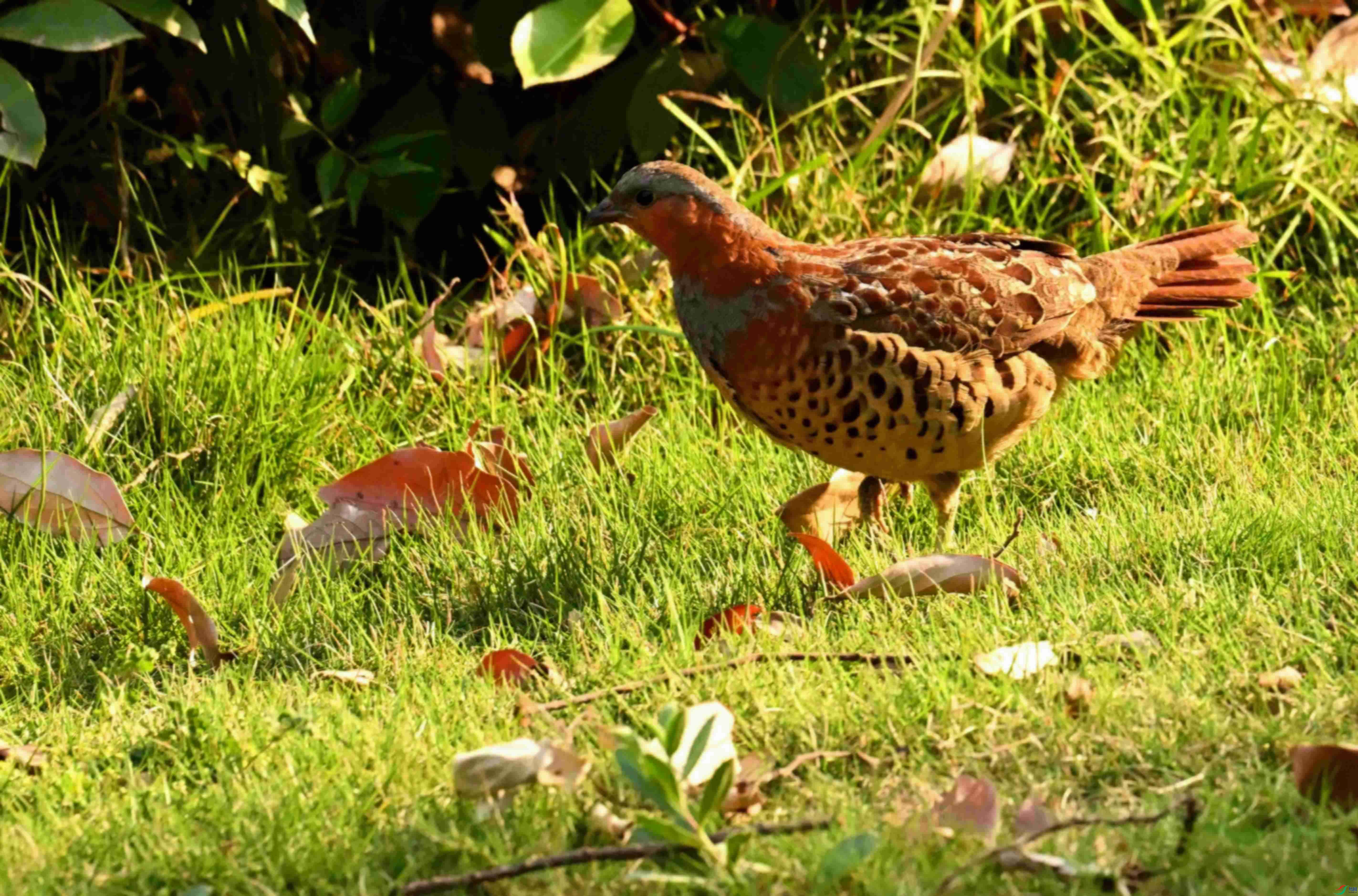 DSC_1664.JPG
