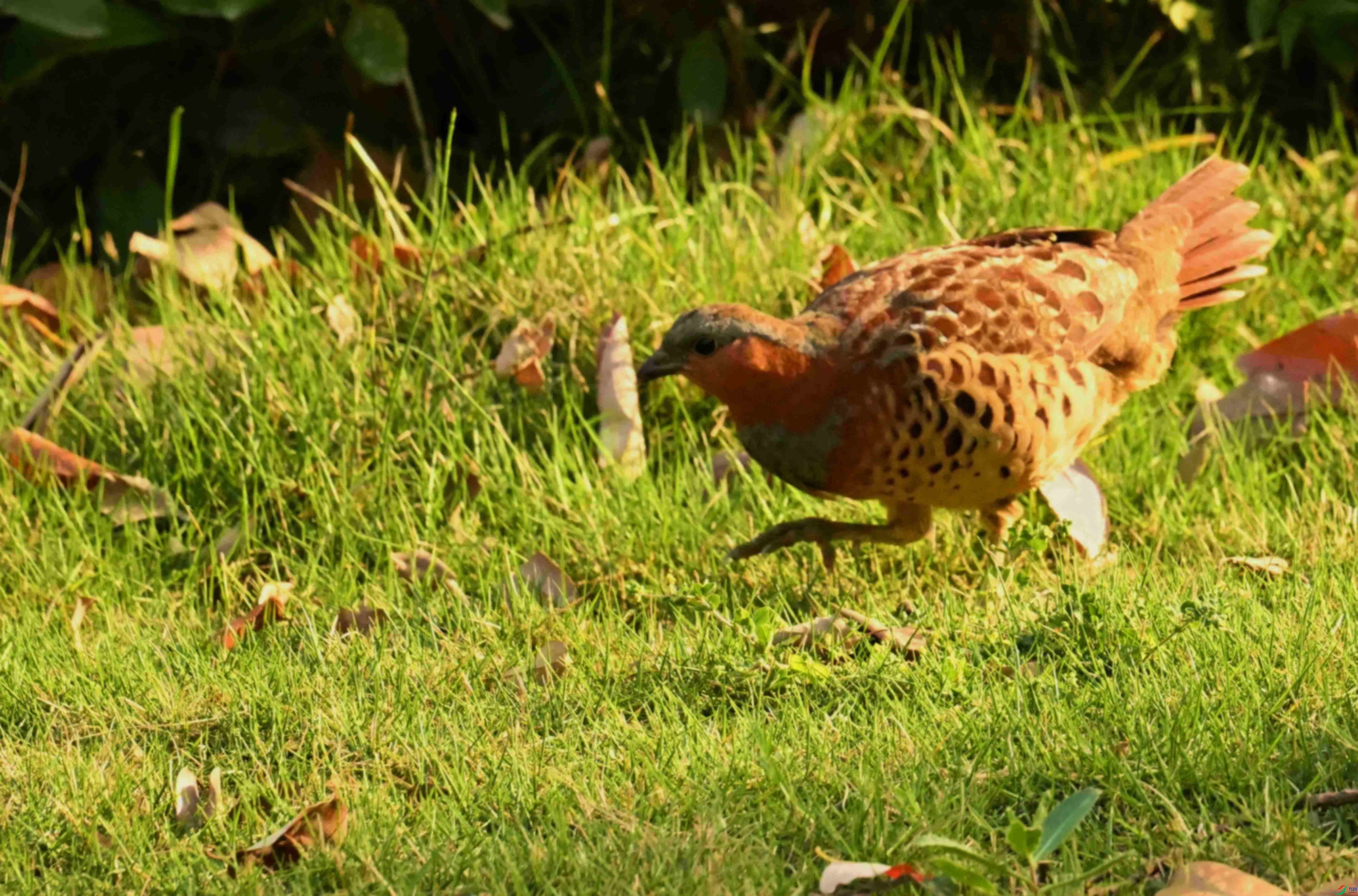 DSC_1713.JPG