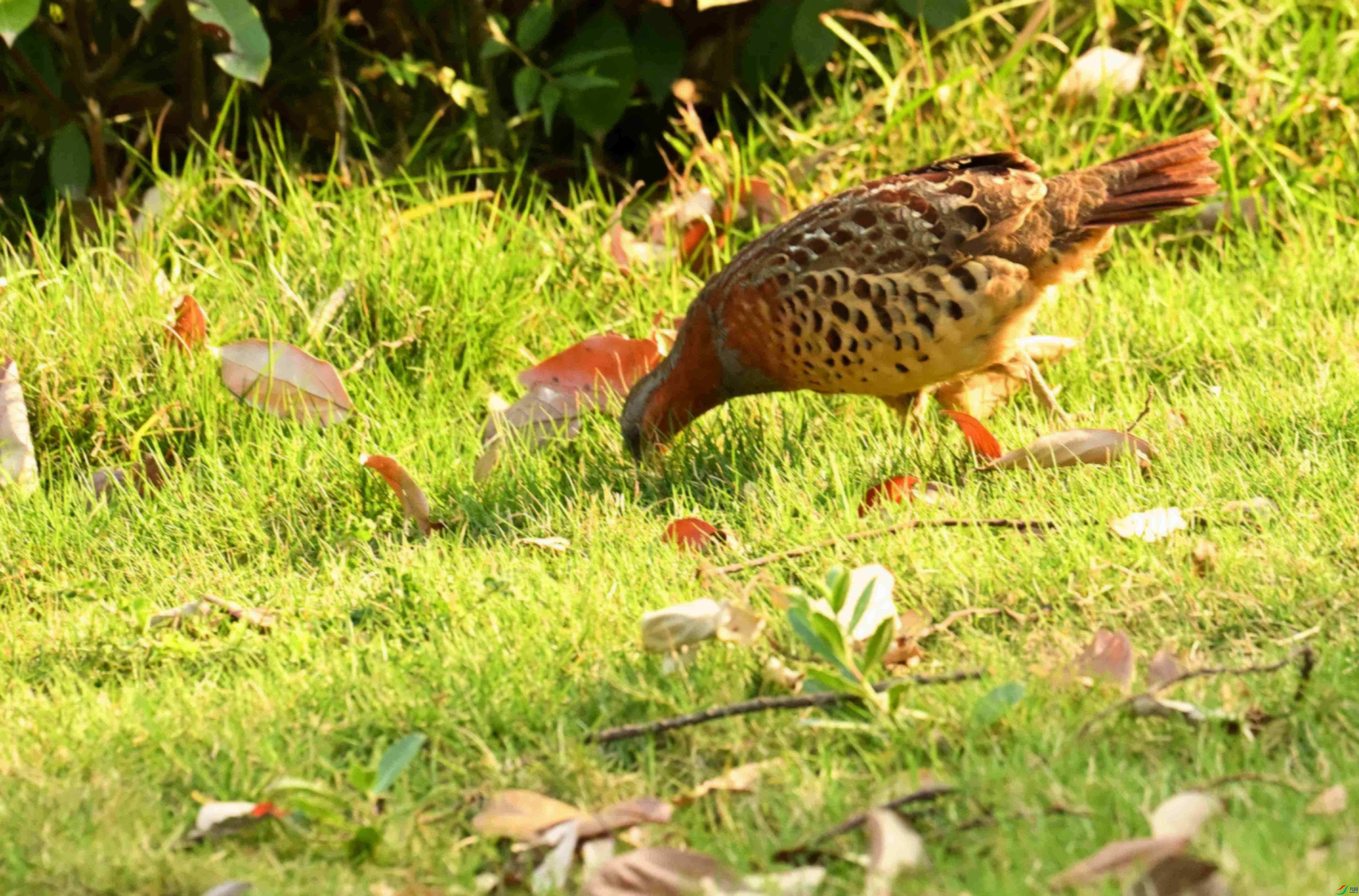 DSC_1676.JPG