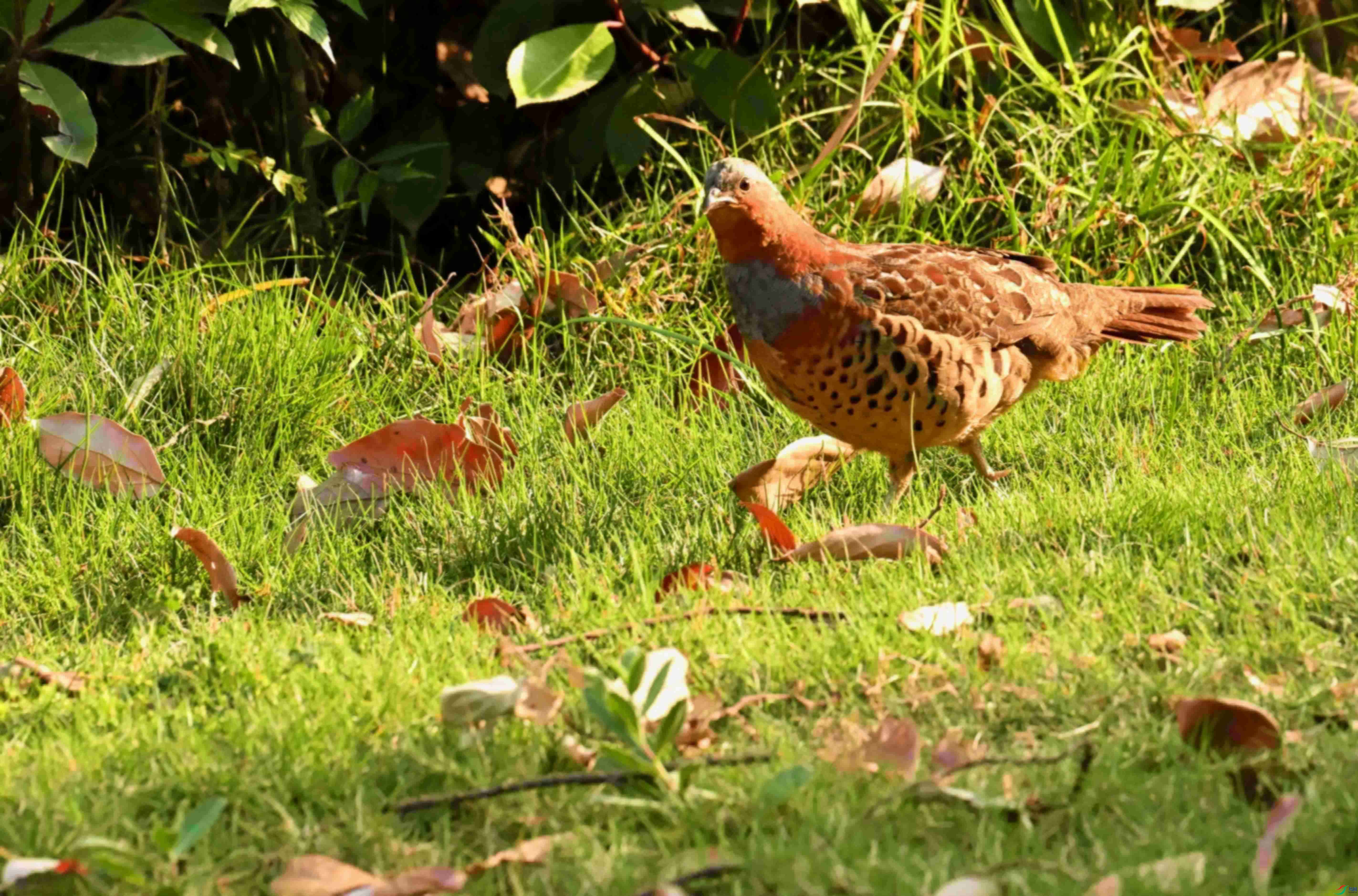 DSC_1627.JPG