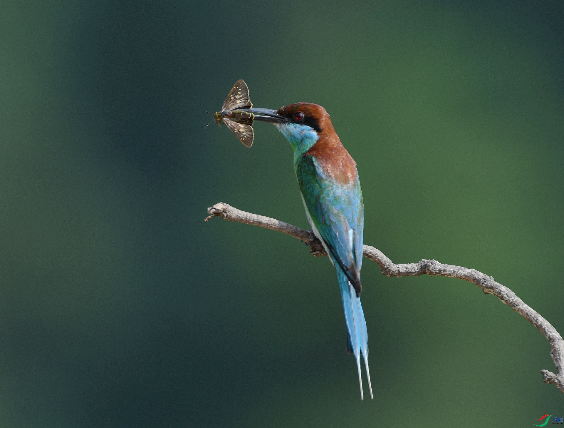 DSC_7371.jpg