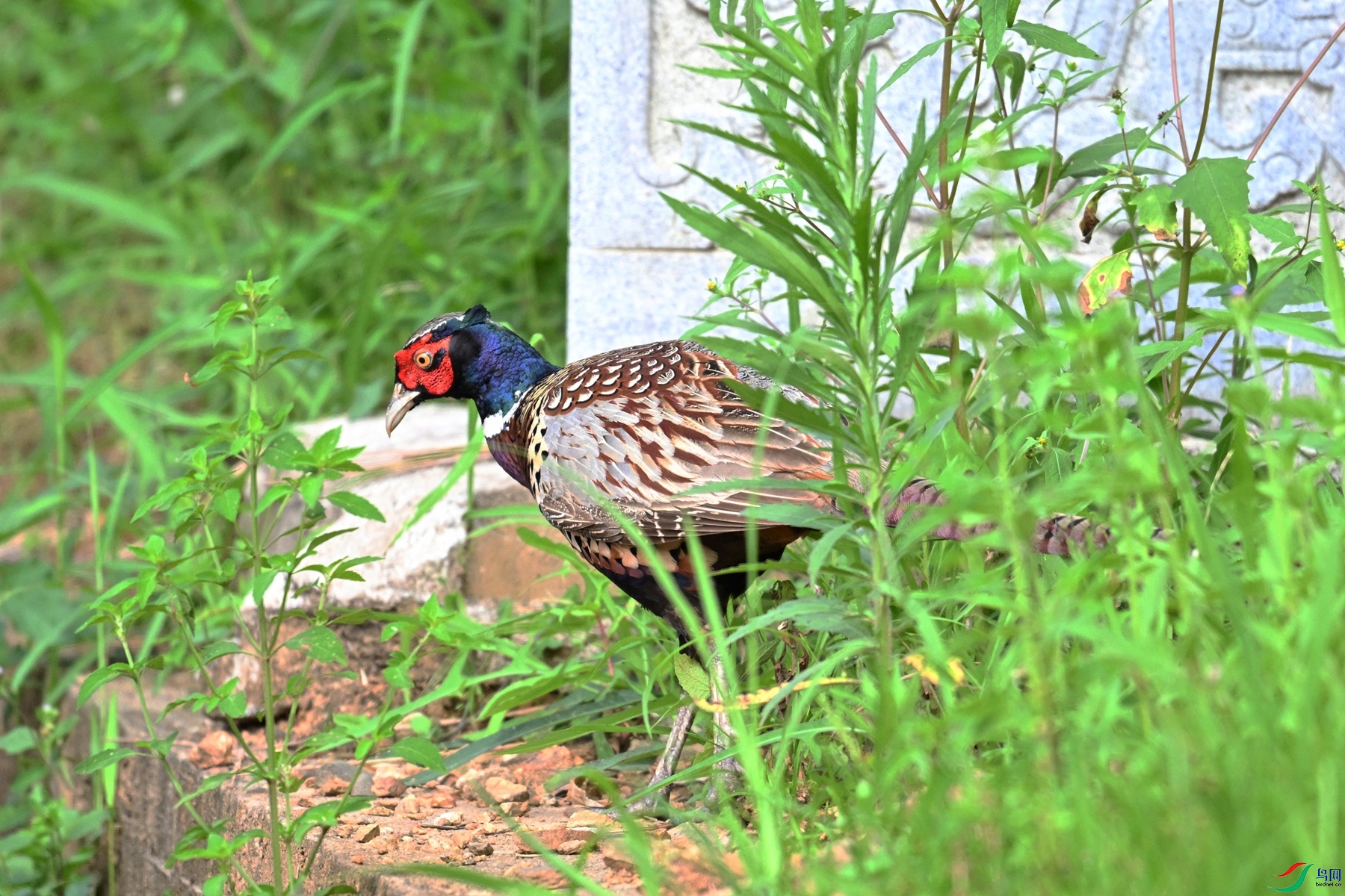 DSC_9136.JPG