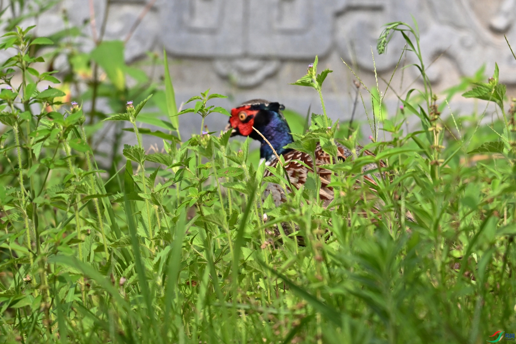 DSC_9129.JPG