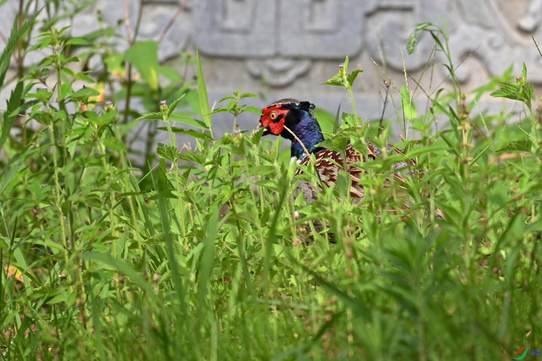 DSC_9130.JPG