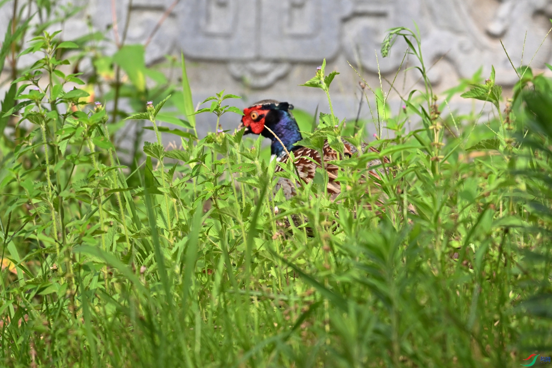 DSC_9131.JPG