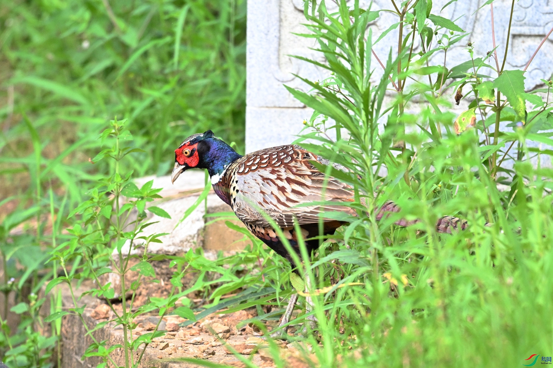 DSC_9138.JPG