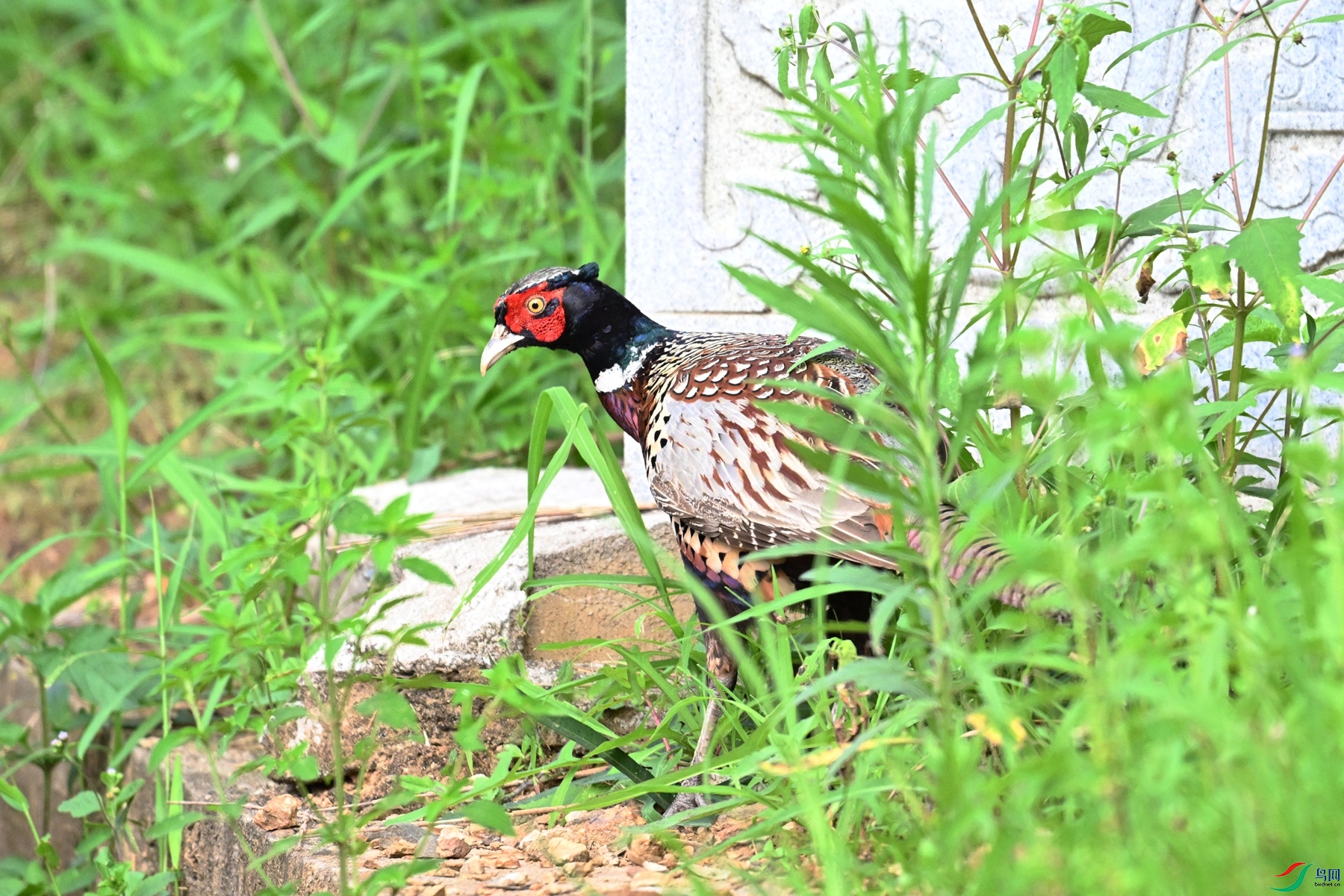 DSC_9145.JPG