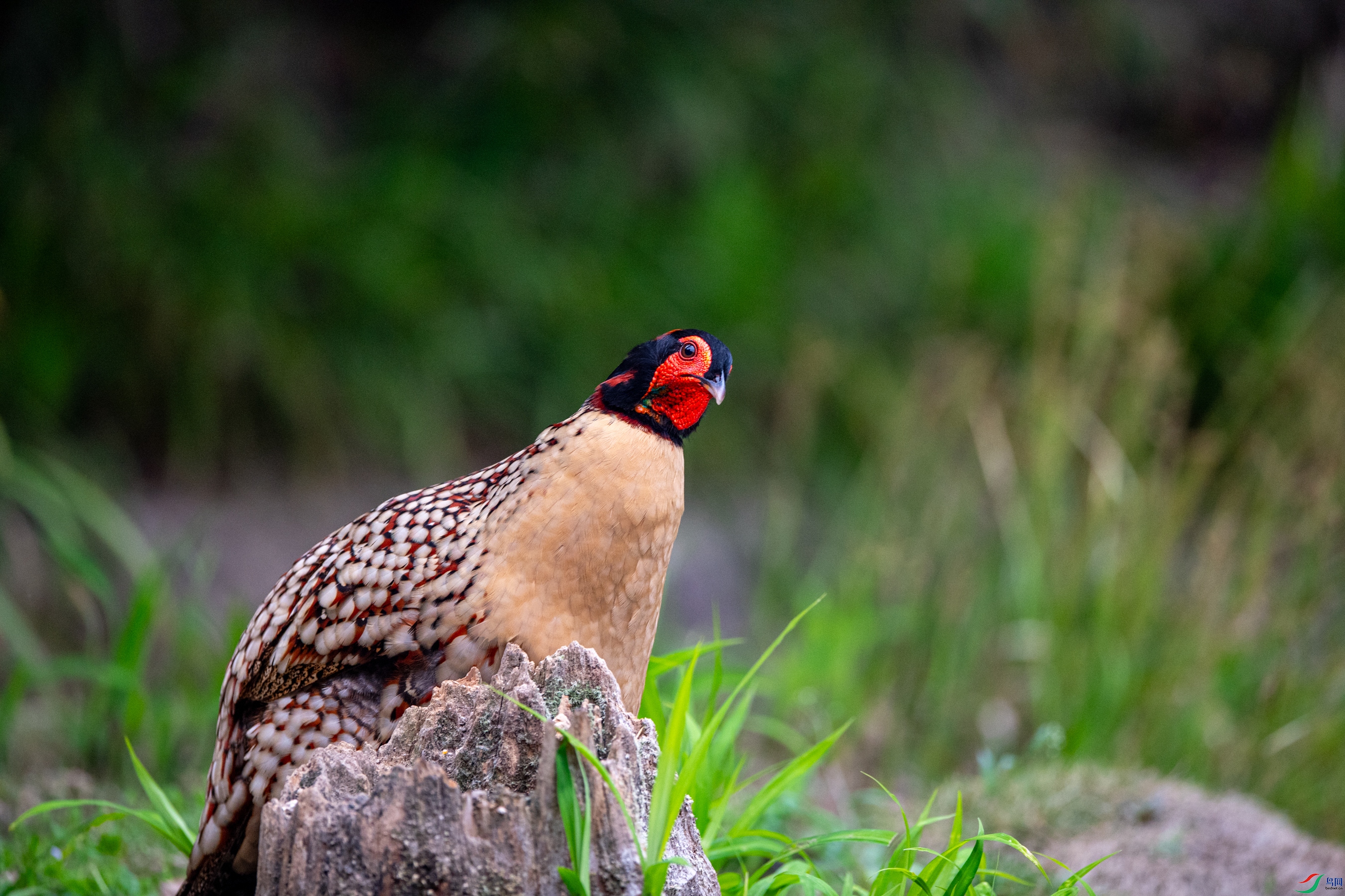 DSC_5479�Ƹ�����.JPG