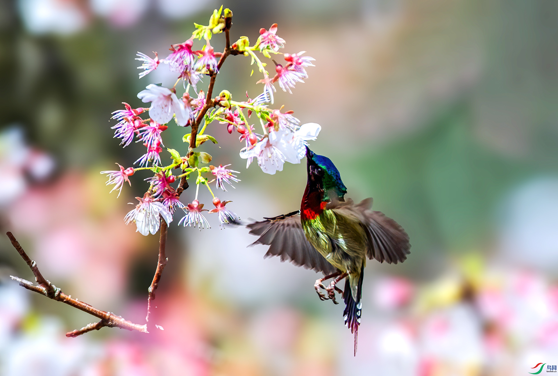 AS7I7244 ����-Sha---1 .jpg