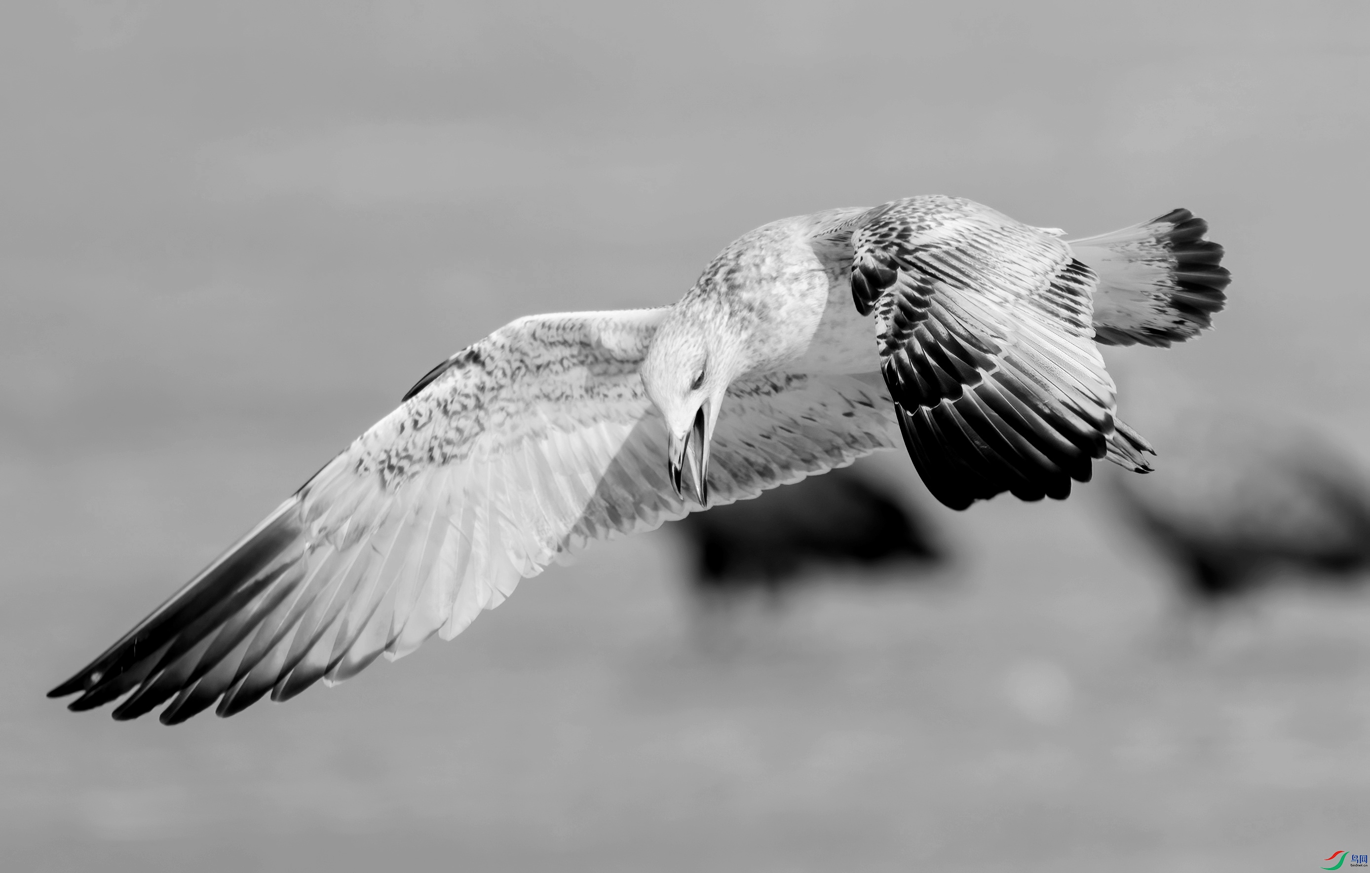 DSC09483 ����_����.jpg