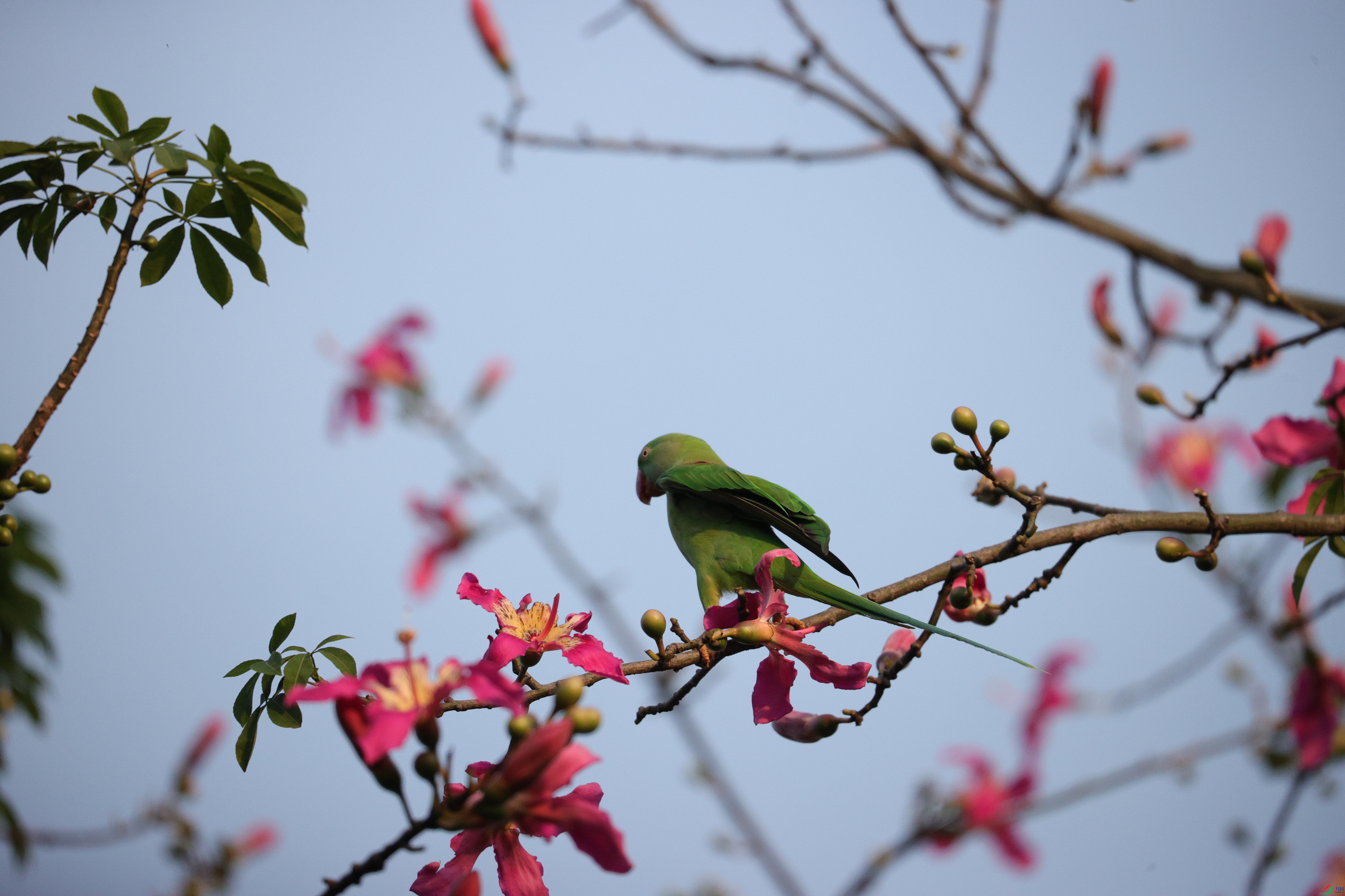 7422��ש����