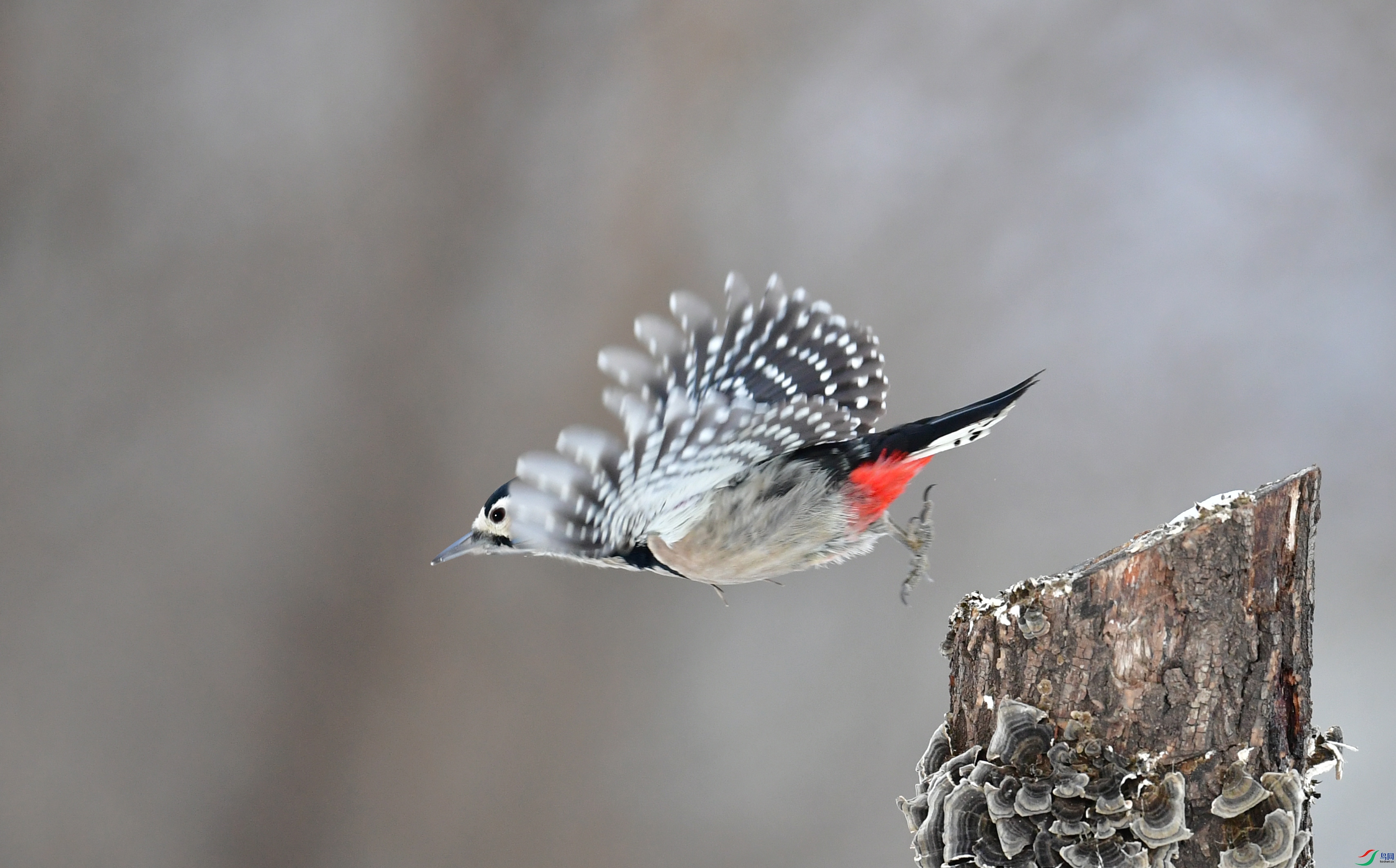 WZL_1460_����.jpg