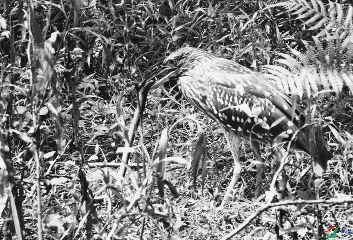 _DSC110 (11).jpgnb_������С.jpg