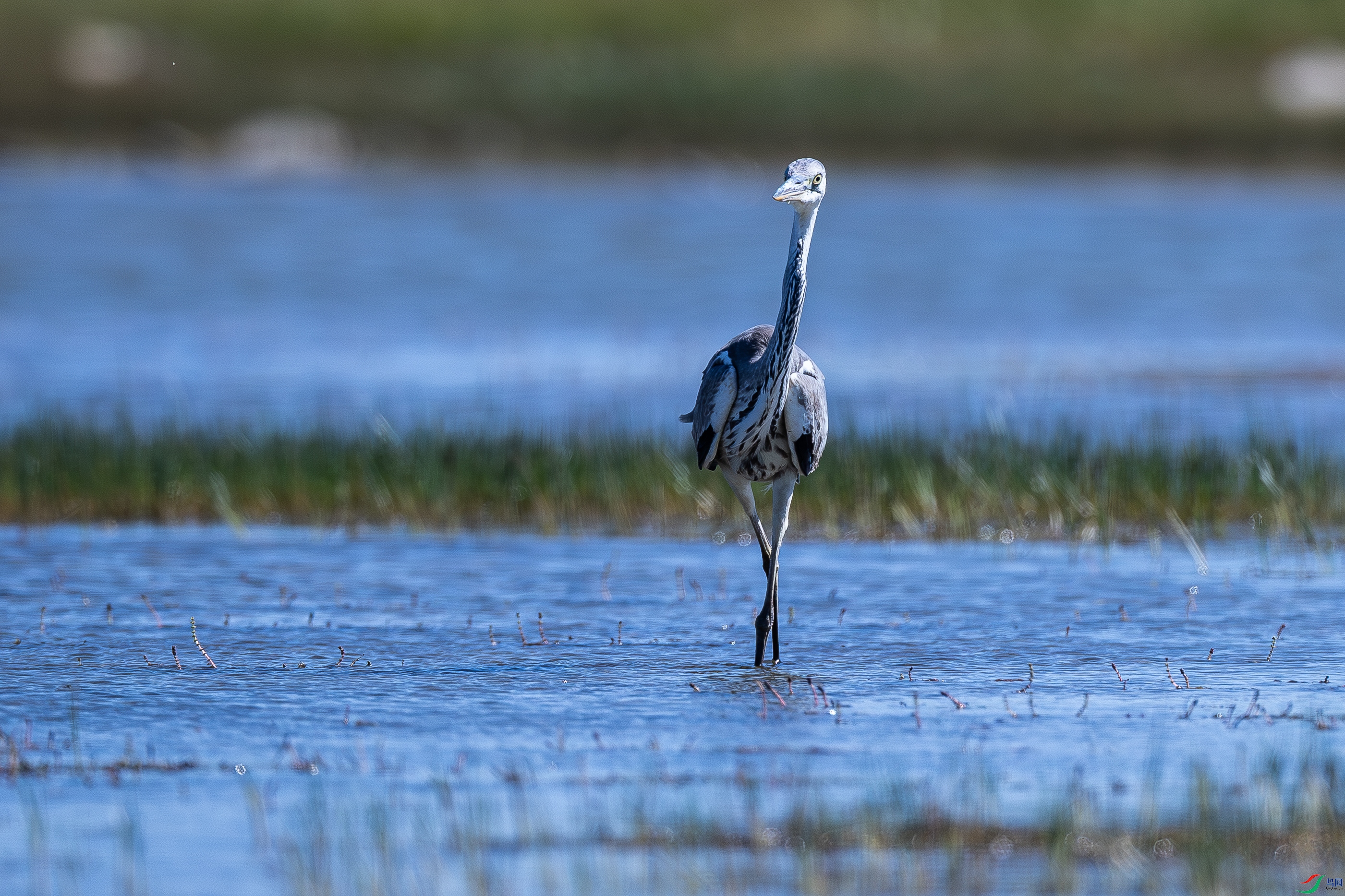 �赸վ�� ���� ���ֲ�