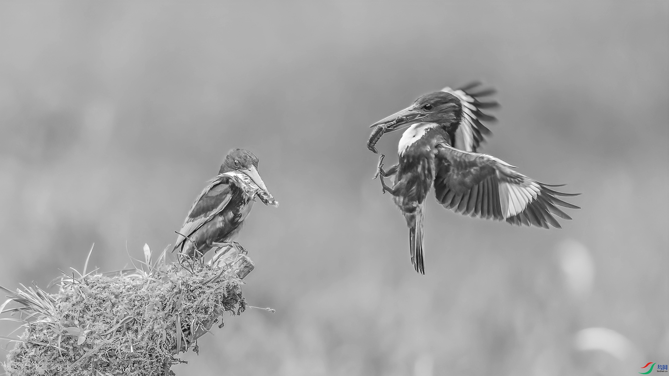 C09R1184 ����.jpg