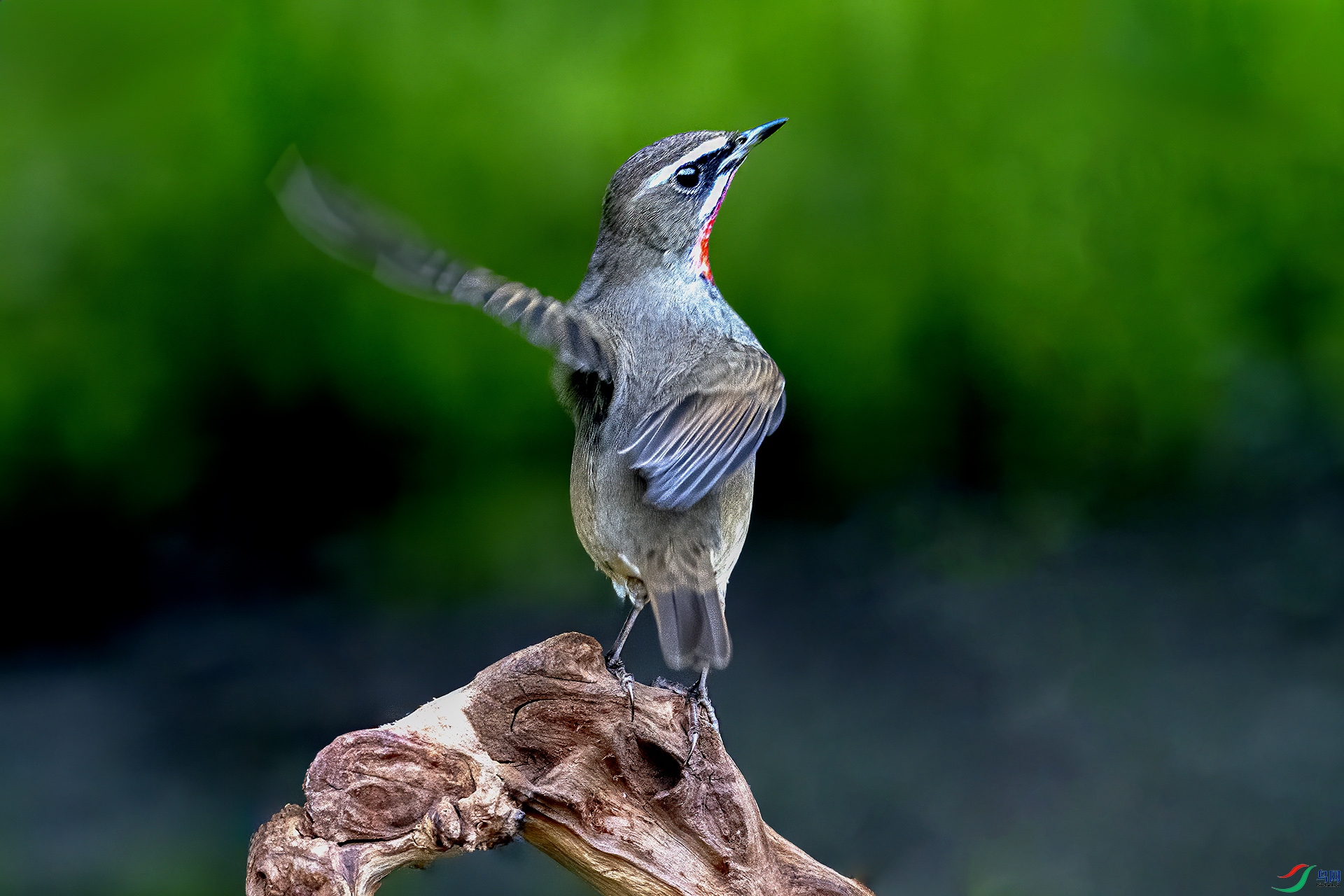 DSC_6057-.jpg